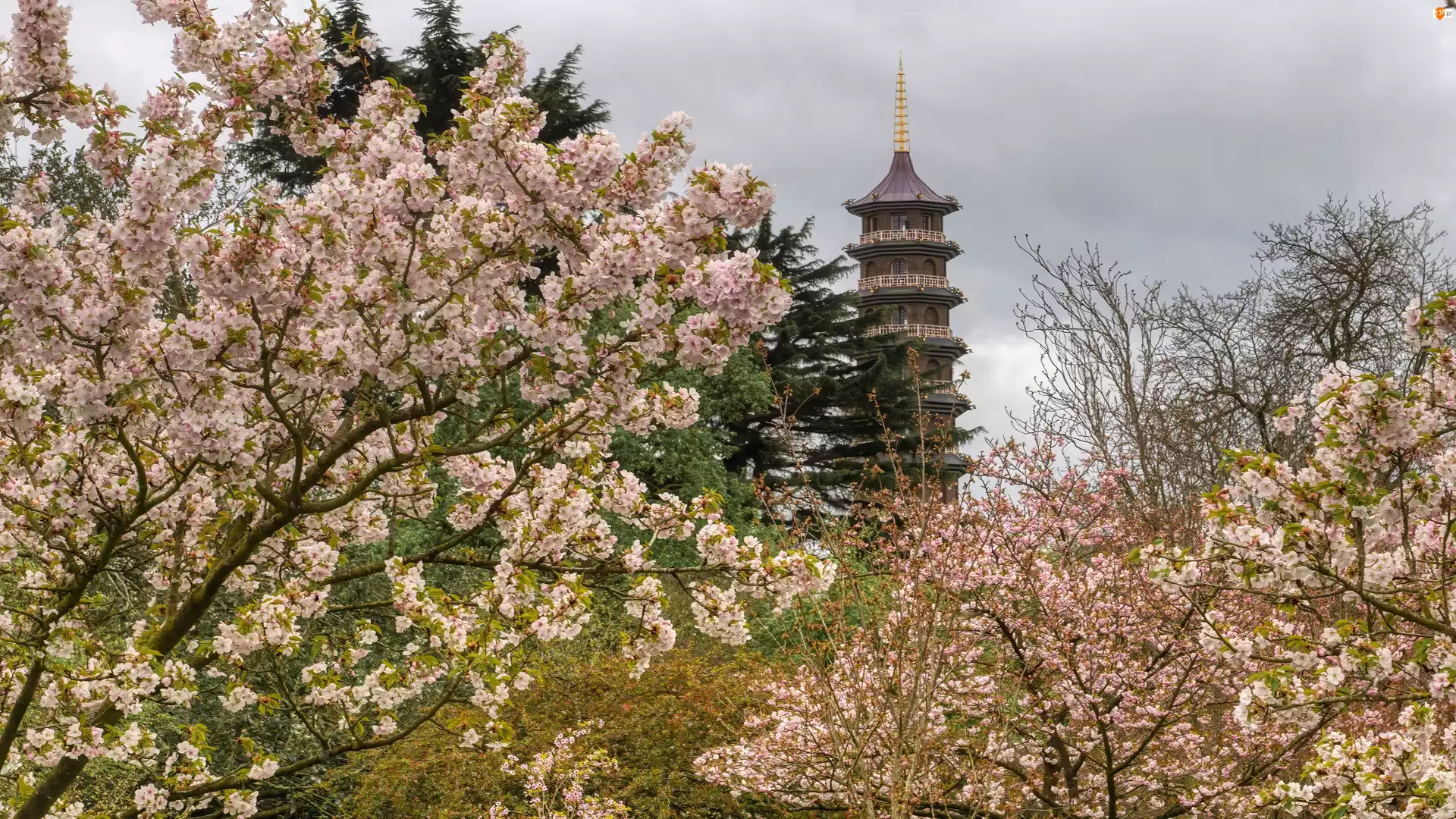 Drzewa, Wiosna, Wieża, Pagoda, Kwiaty