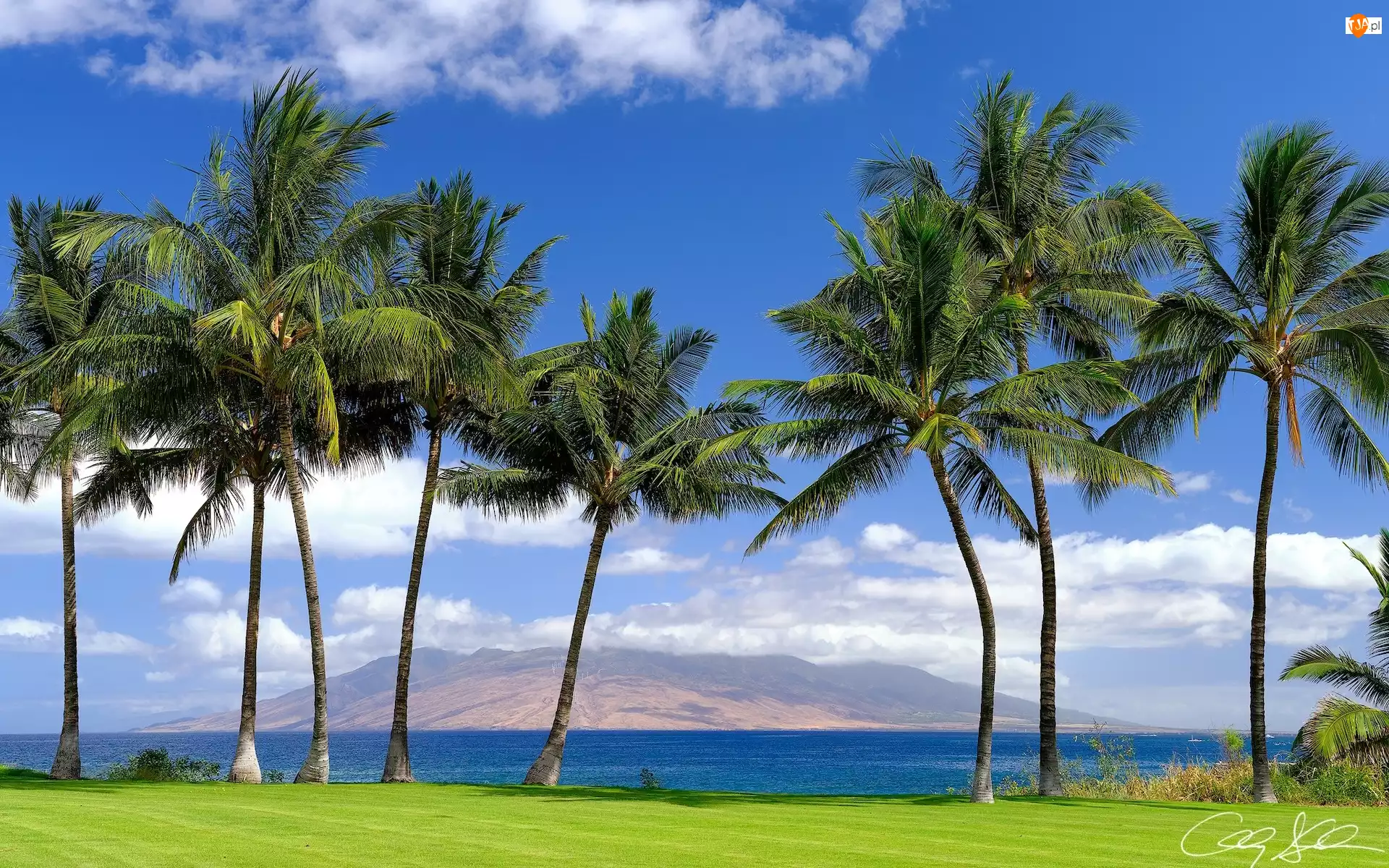 Maui, Palmy, Hawaje, Stany Zjednoczone, Morze