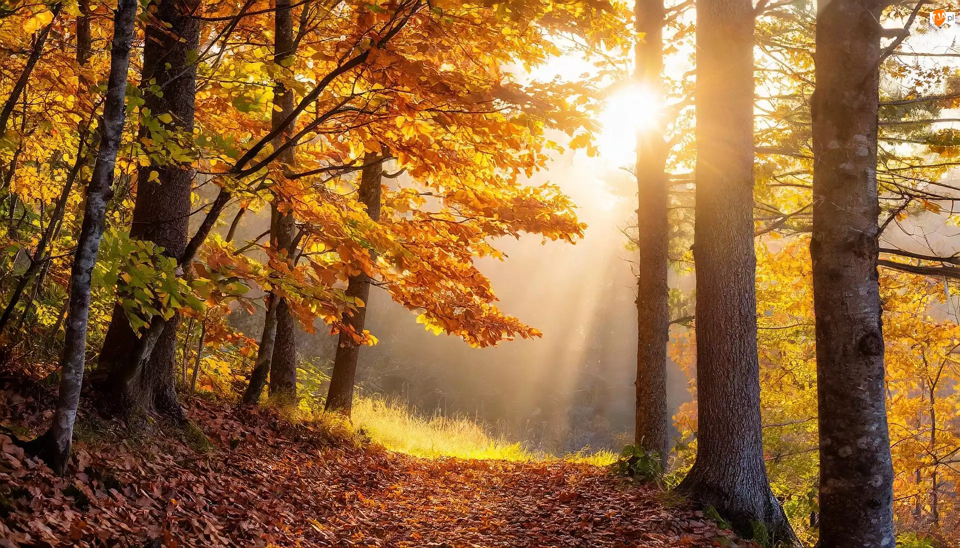 Drzewa, Jesień, Ścieżka, Przebijające światło, Liście, Mgła