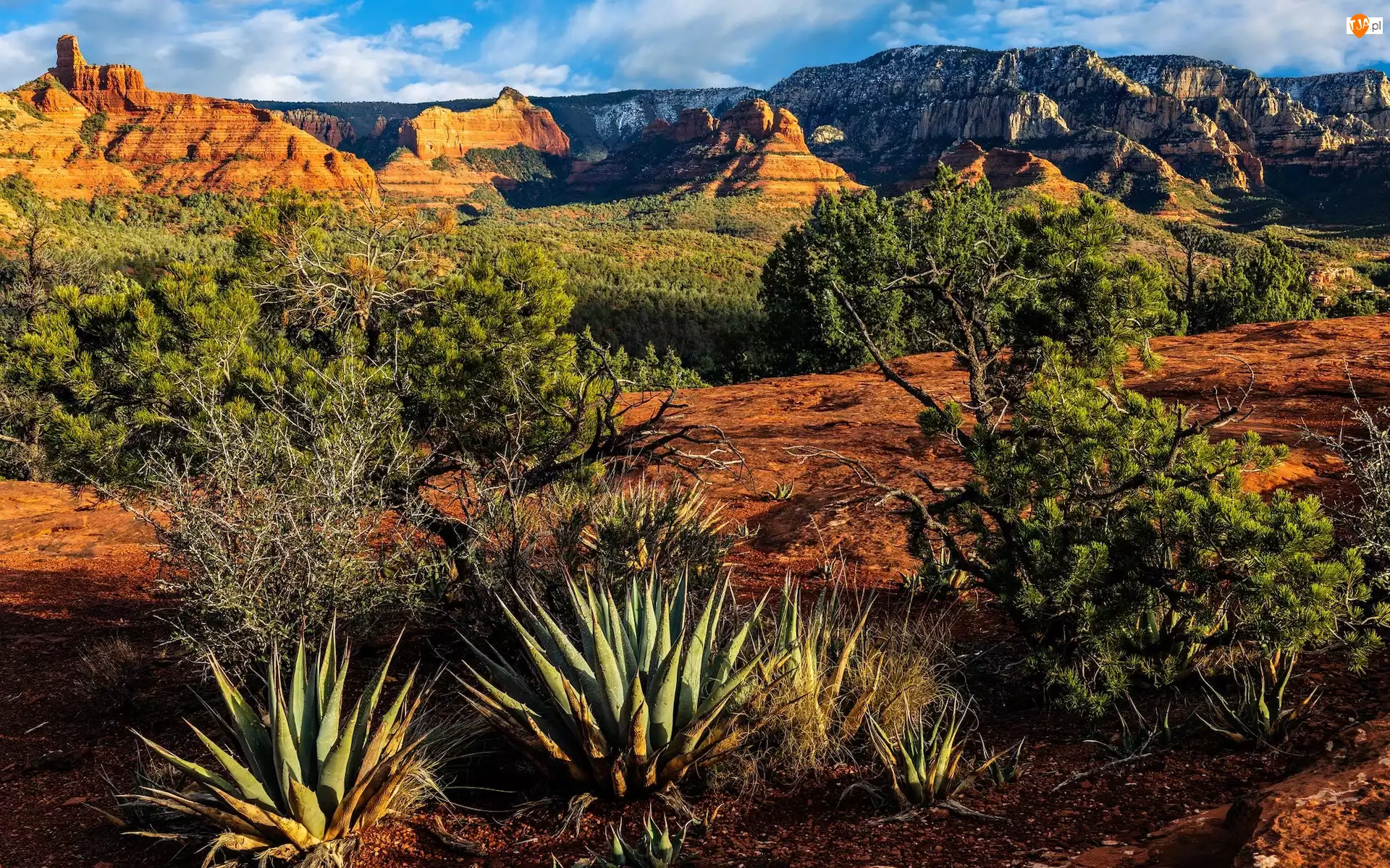 Drzewa, Stany Zjednoczone, Góry, Kaktusy, Arizona, Skały, Rośliny, Sedona