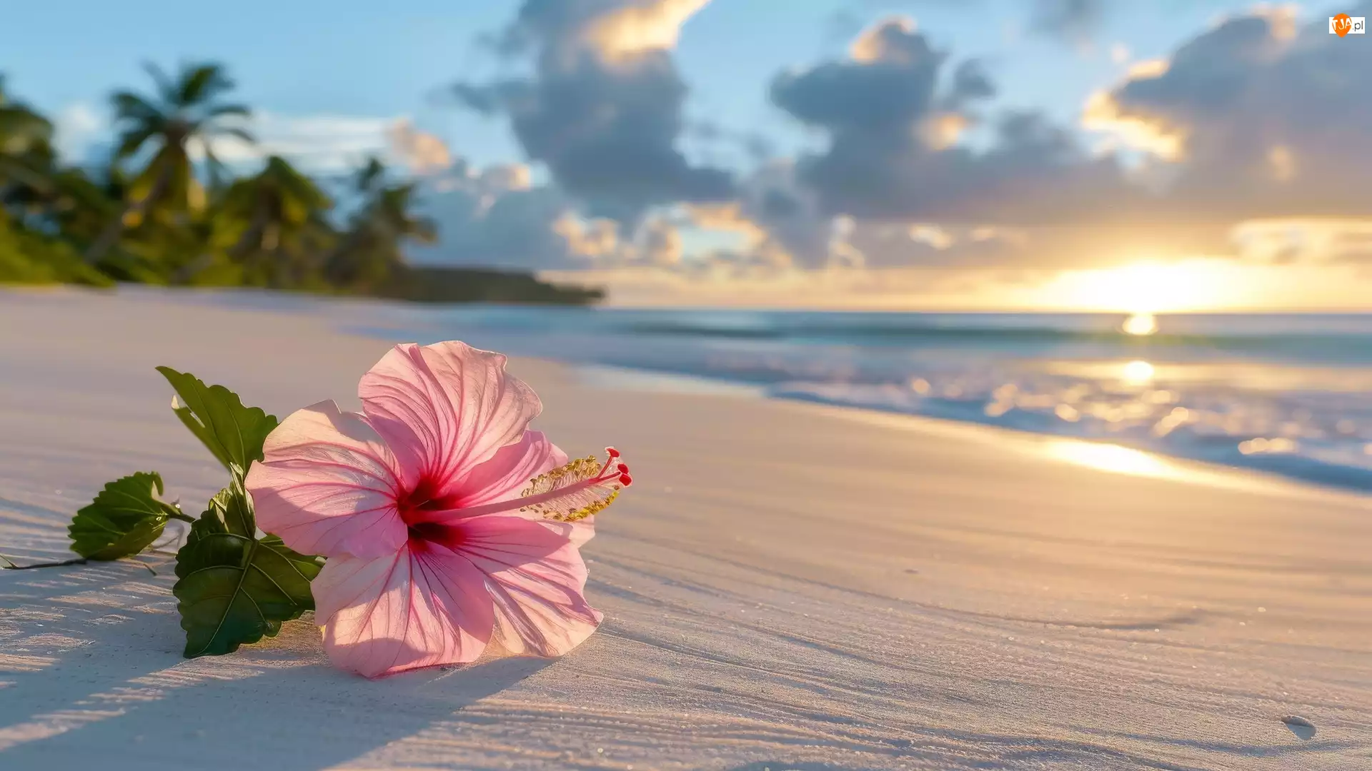 Plaża, Kwiat, Hibiskus, Piasek