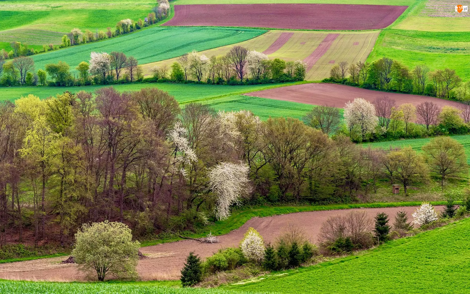 Wiosna, Pola, Drzewa