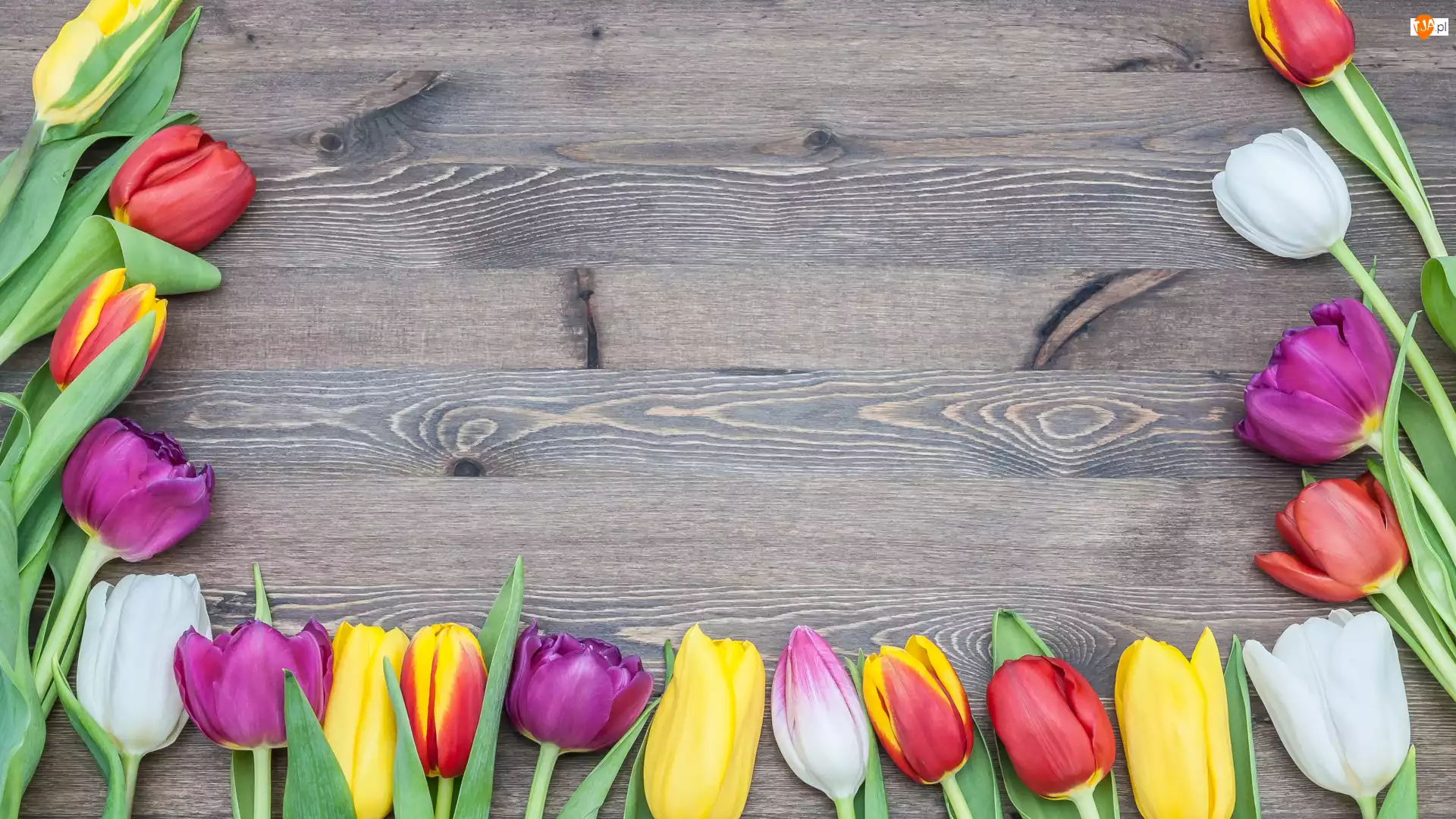 Deski, Kwiaty, Tulipany, Kolorowe