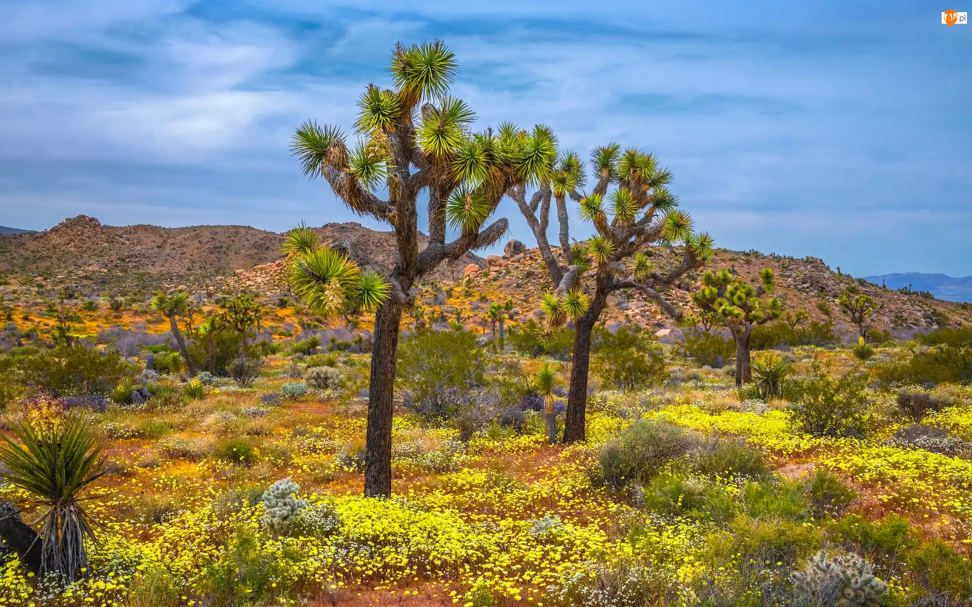 Kalifornia, Park Narodowy Joshua Tree, Wzgórza, Stany Zjednoczone, Roślinność, Drzewo Jozuego, Jukki krótkolistne