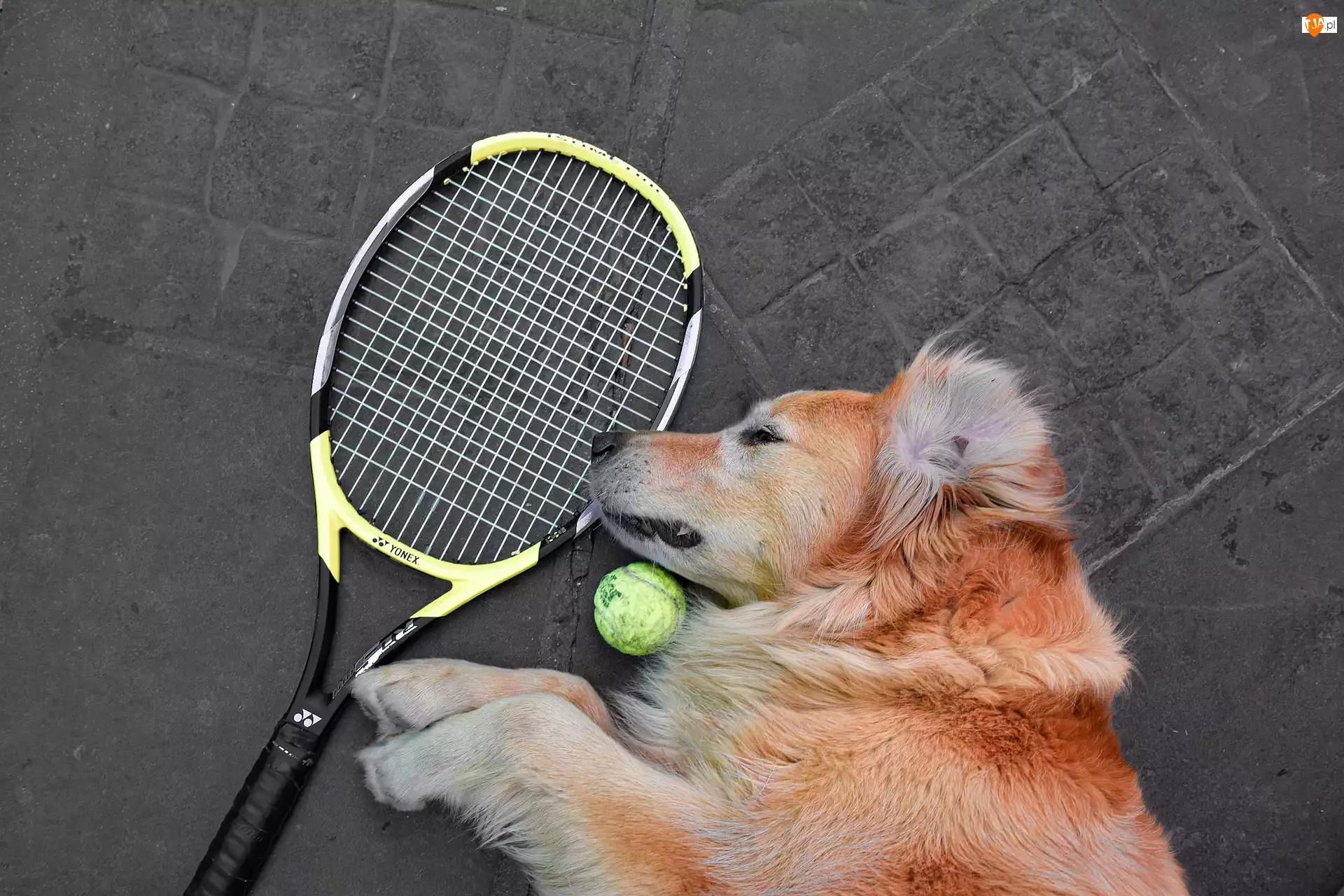 Pies, Rakieta tenisowa, Piłka