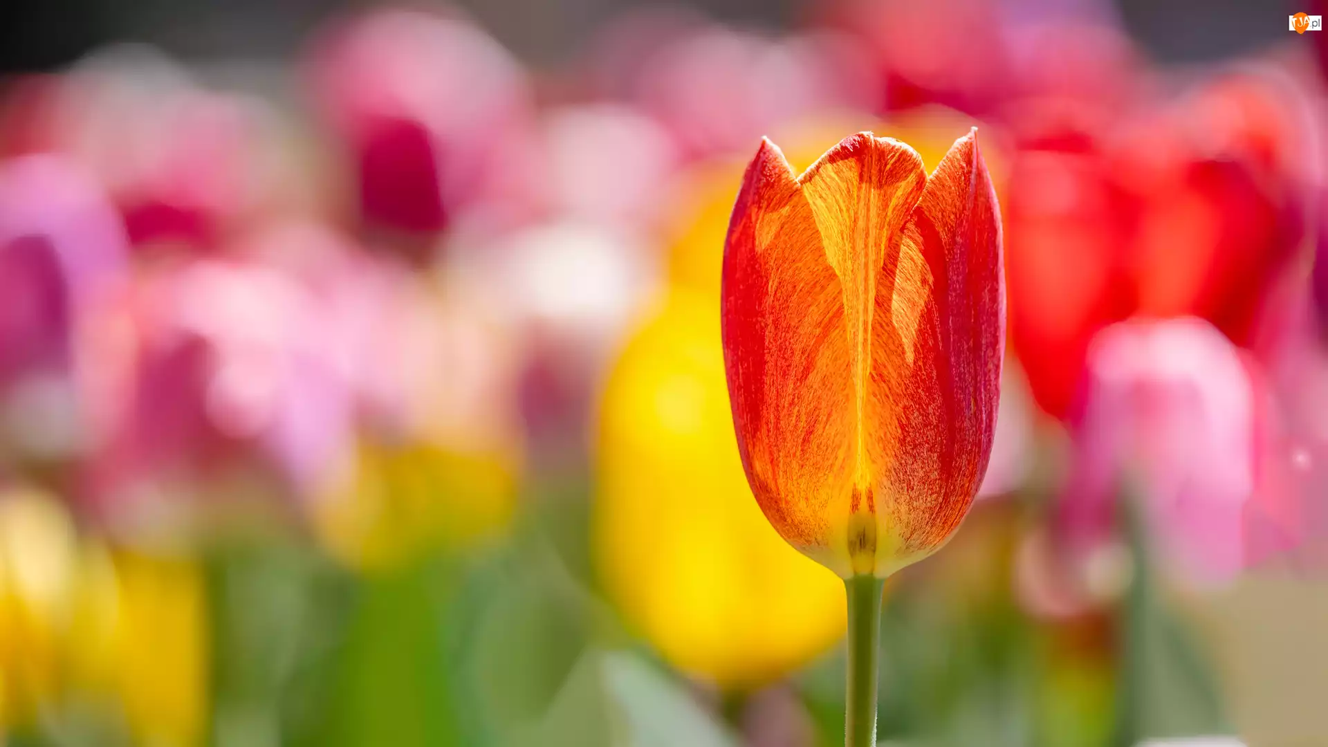 Tulipan, Rozświetlony, Czerwono-żółty