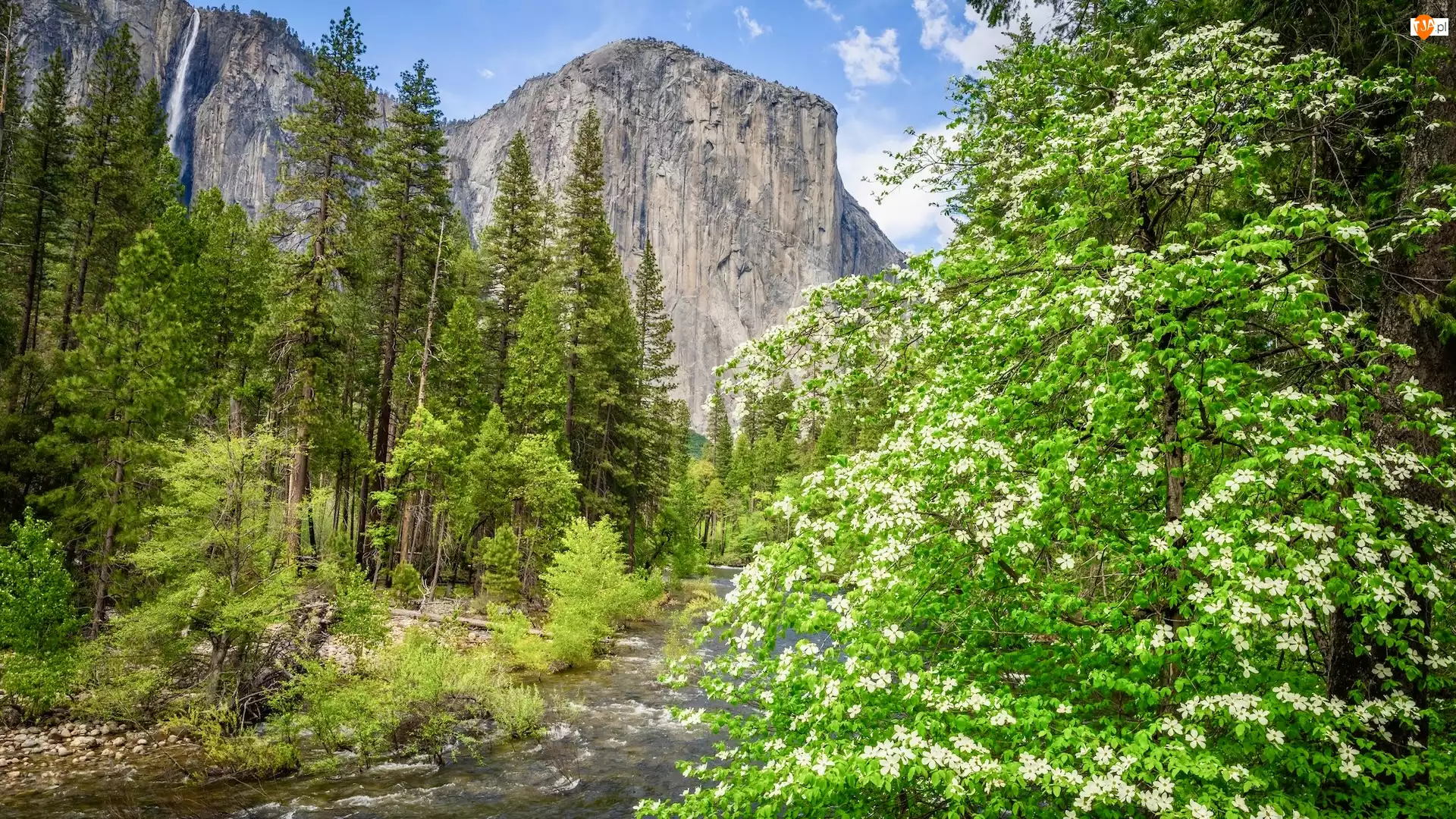 Kwiaty, Merced River, Drzewa, Rzeka, Kalifornia, Stany Zjednoczone, Góra, Park Narodowy Yosemite, El Capitan, Krzewy