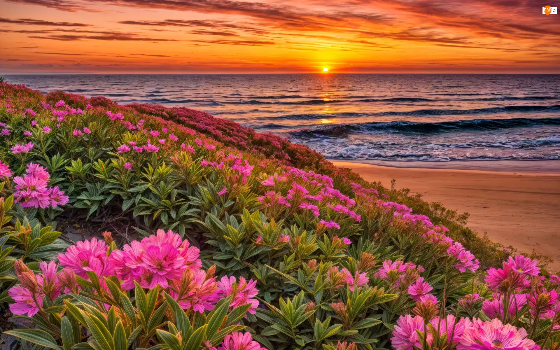 Zachód słońca, Kwiaty, Plaża, Morze