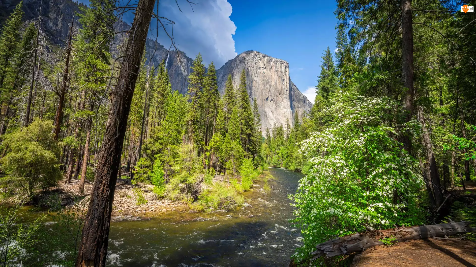 Kalifornia, Góra, Stany Zjednoczone, Drzewa, Krzewy, El Capitan, Rzeka, Park Narodowy Yosemite, Merced River