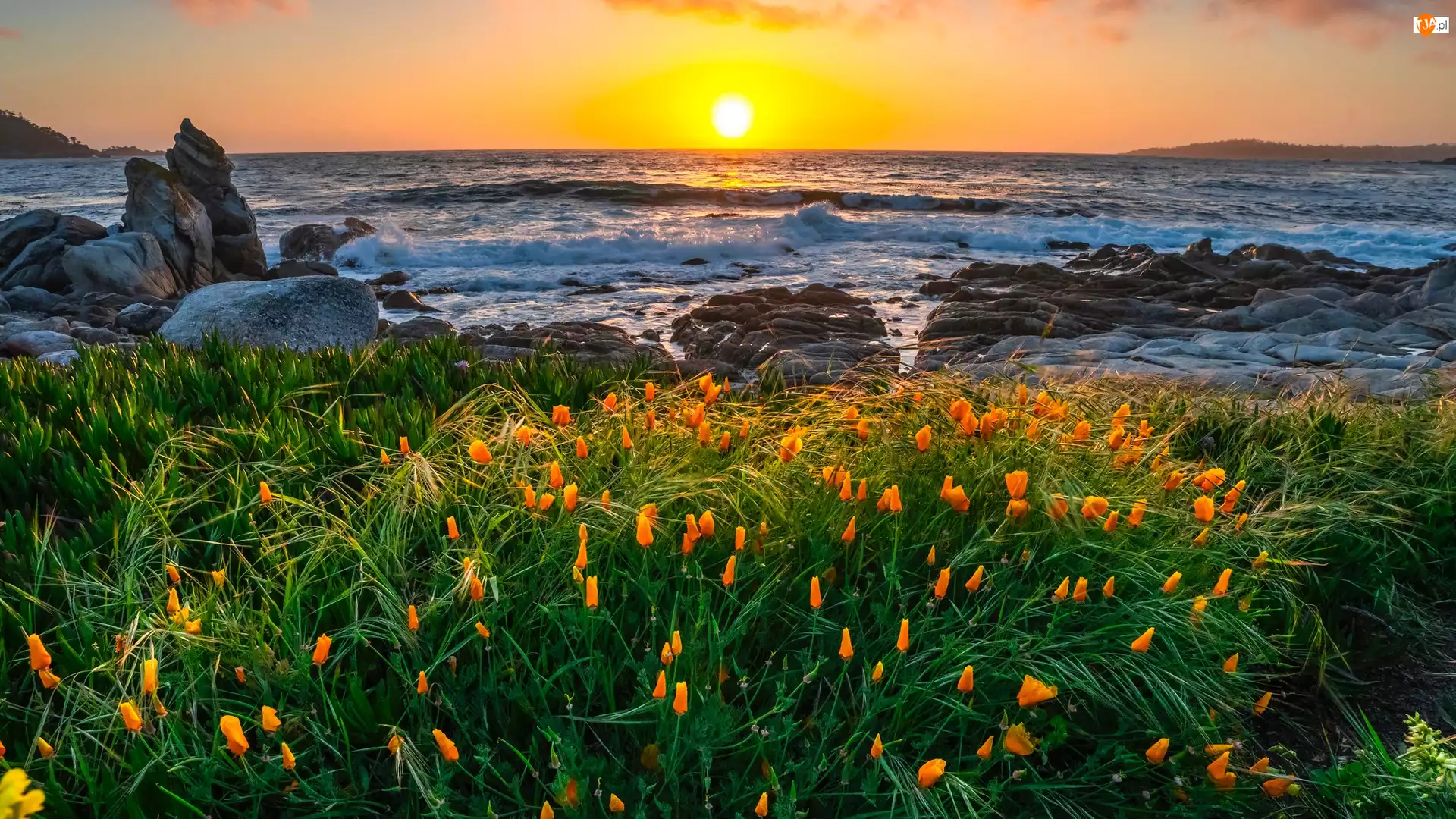 Skały, Stany Zjednoczone, Zatoka Carmel, Łąka, Kalifornia, Morze, Kwiaty, Półwysep Monterey