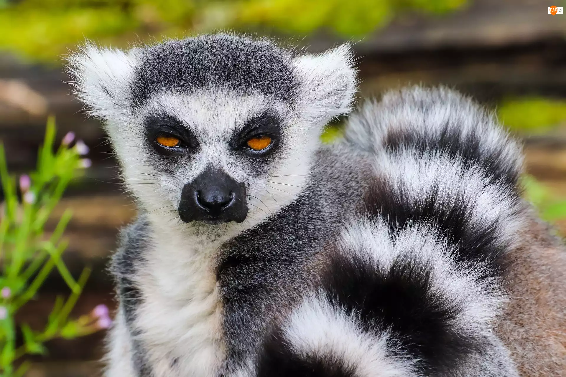 Ogon, Lemur Katta