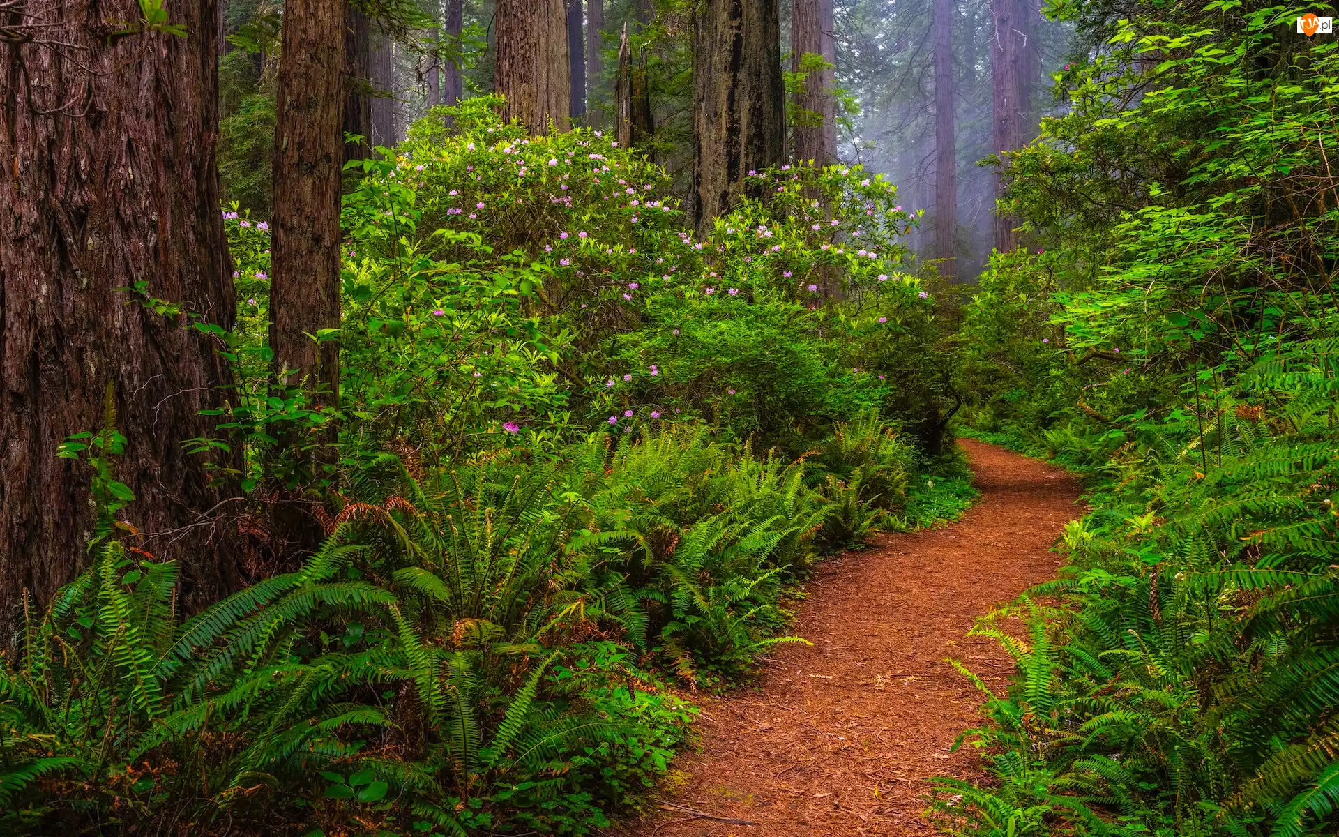 Kalifornia, Park Narodowy Redwood, Rododendrony, Stany Zjednoczone, Ścieżka, Paprocie, Drzewa