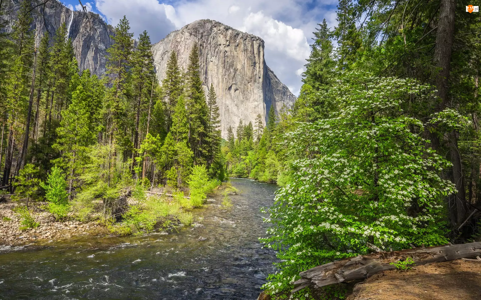 Krzewy, Kalifornia, Drzewa, Rzeka, Merced River, Park Narodowy Yosemite, Góra, Stany Zjednoczone, El Capitan