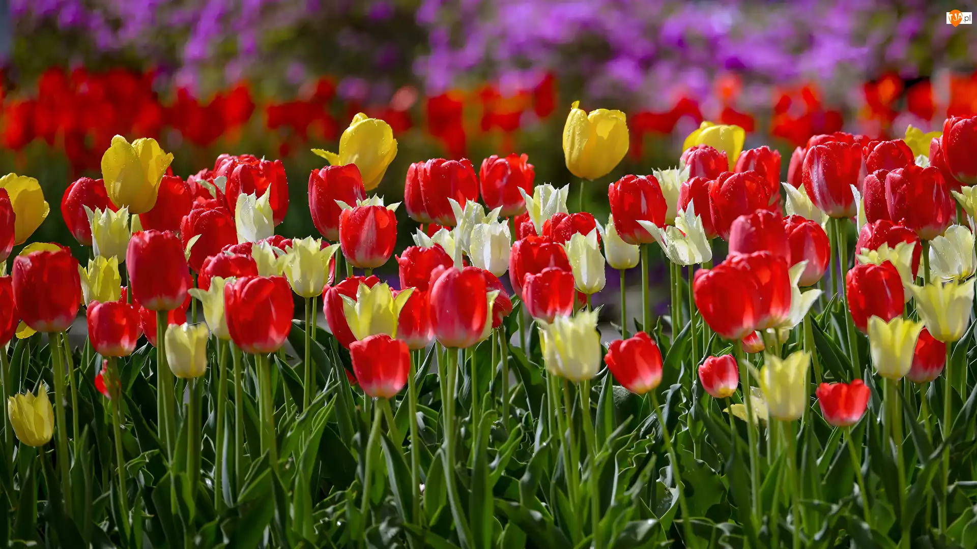 Światło, Kwiaty, Kolorowe, Tulipany