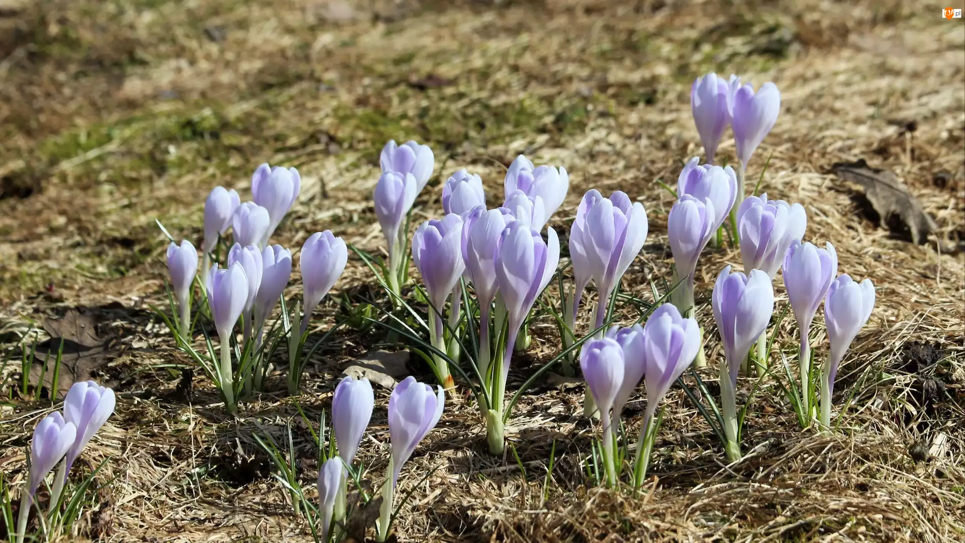 Liliowe, Krokusy, Kwiaty, Pąki