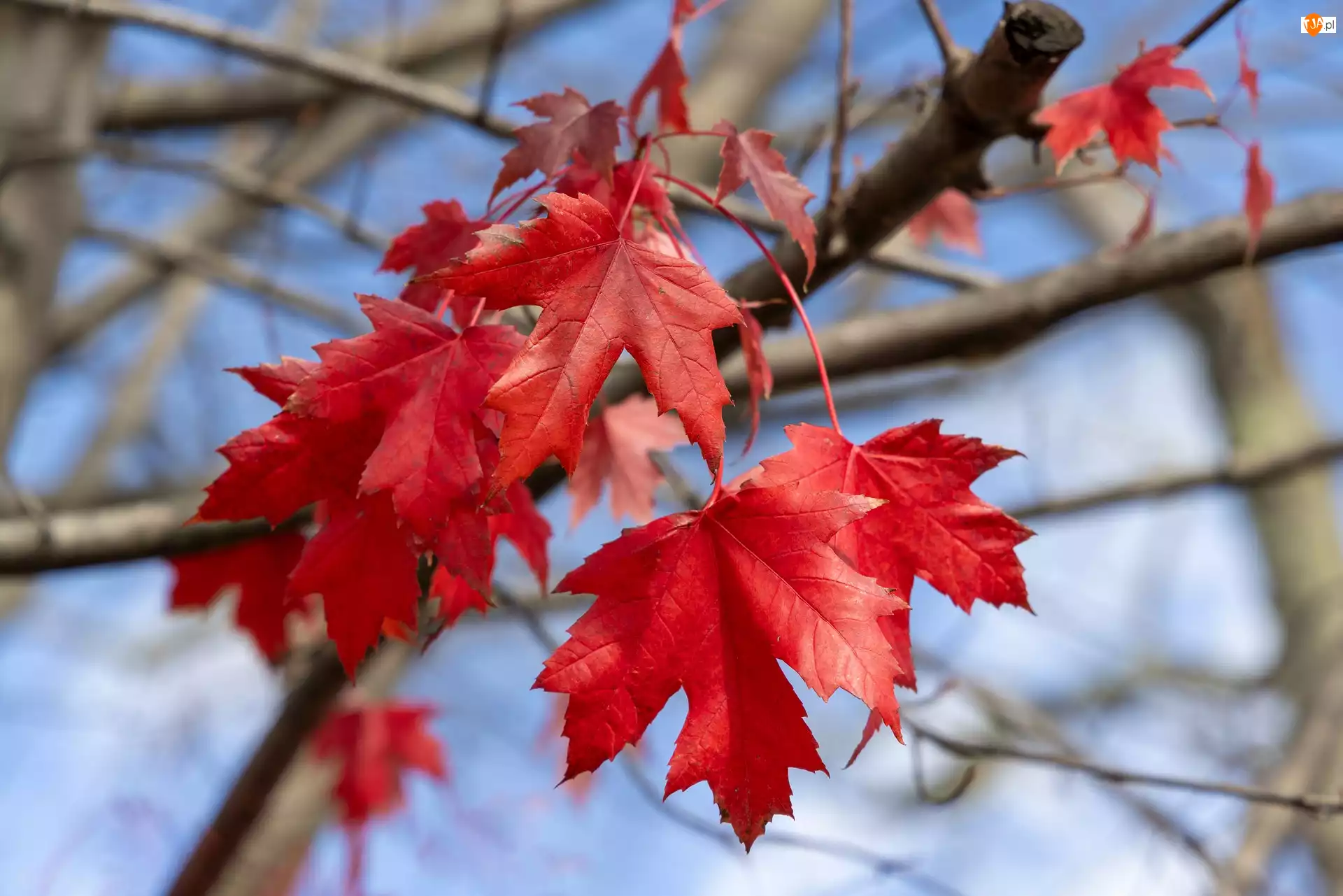 Liście, Jesień, Klon, Drzewo, Czerwone