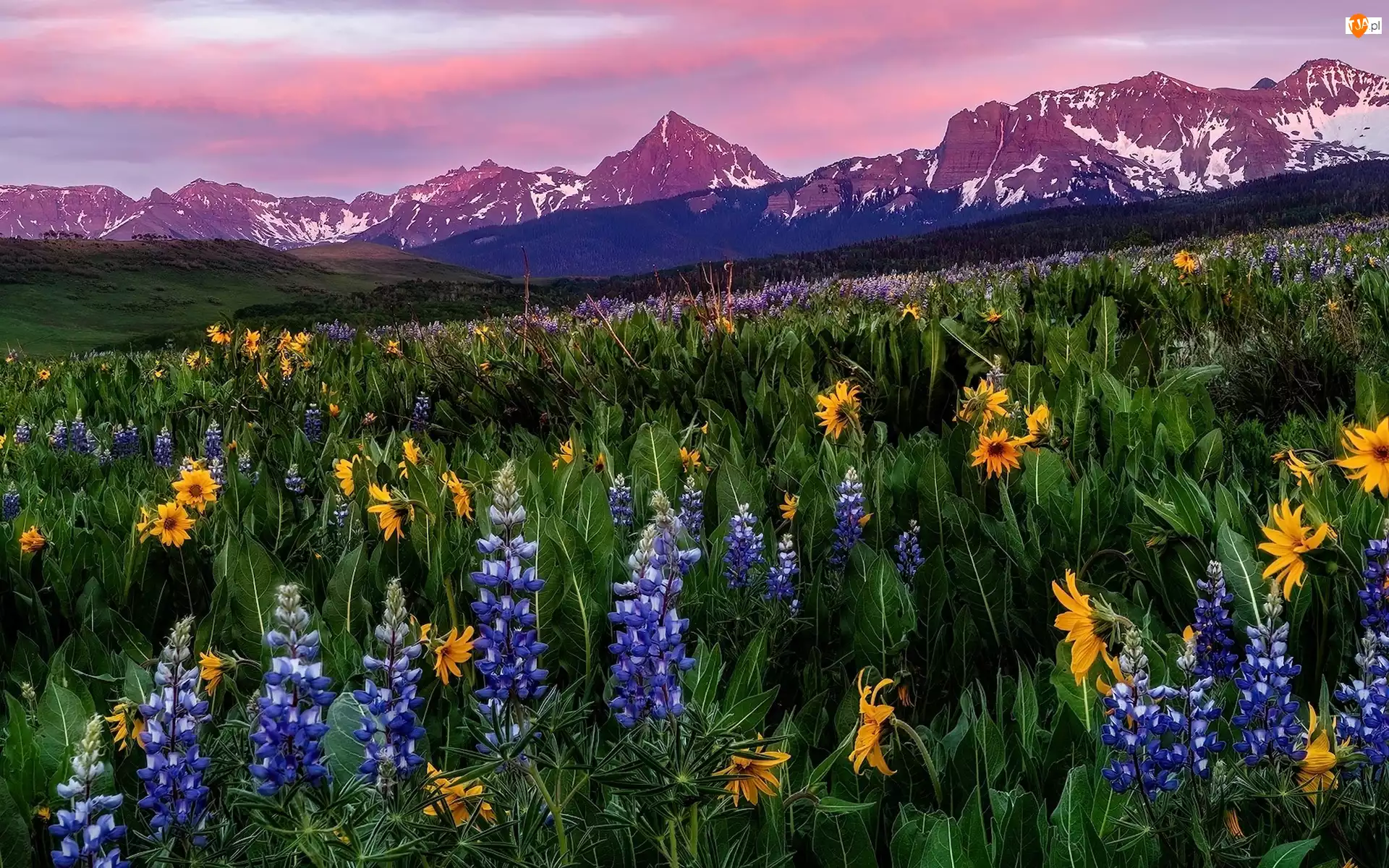 Łąka, Stany Zjednoczone, San Juan Mountains, Kwiaty, Kolorado, Mount Sneffels, Łubin, Góry