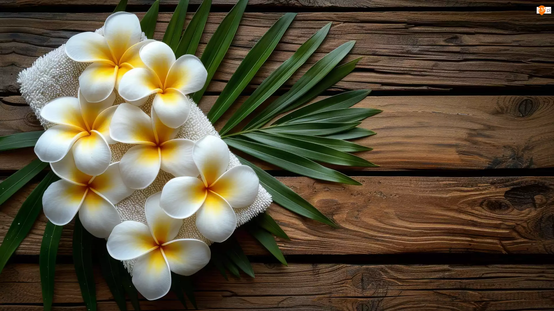 Ręcznik, Drewno Kwiat, Plumeria, Kwiat, Liść