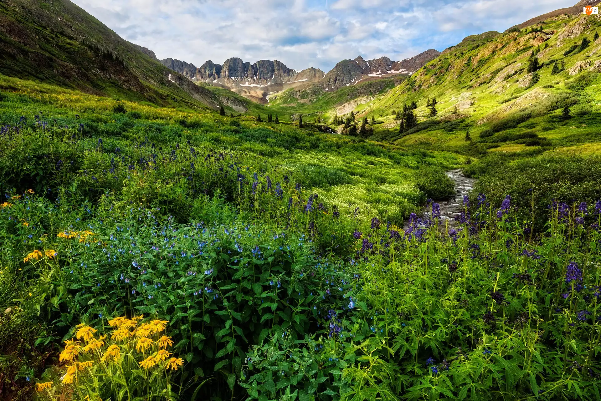 Poranek, Kolorado, Strumyk, Kolorowe, Kwiaty, Góry, San Juan Mountains, Stany Zjednoczone, Łąka