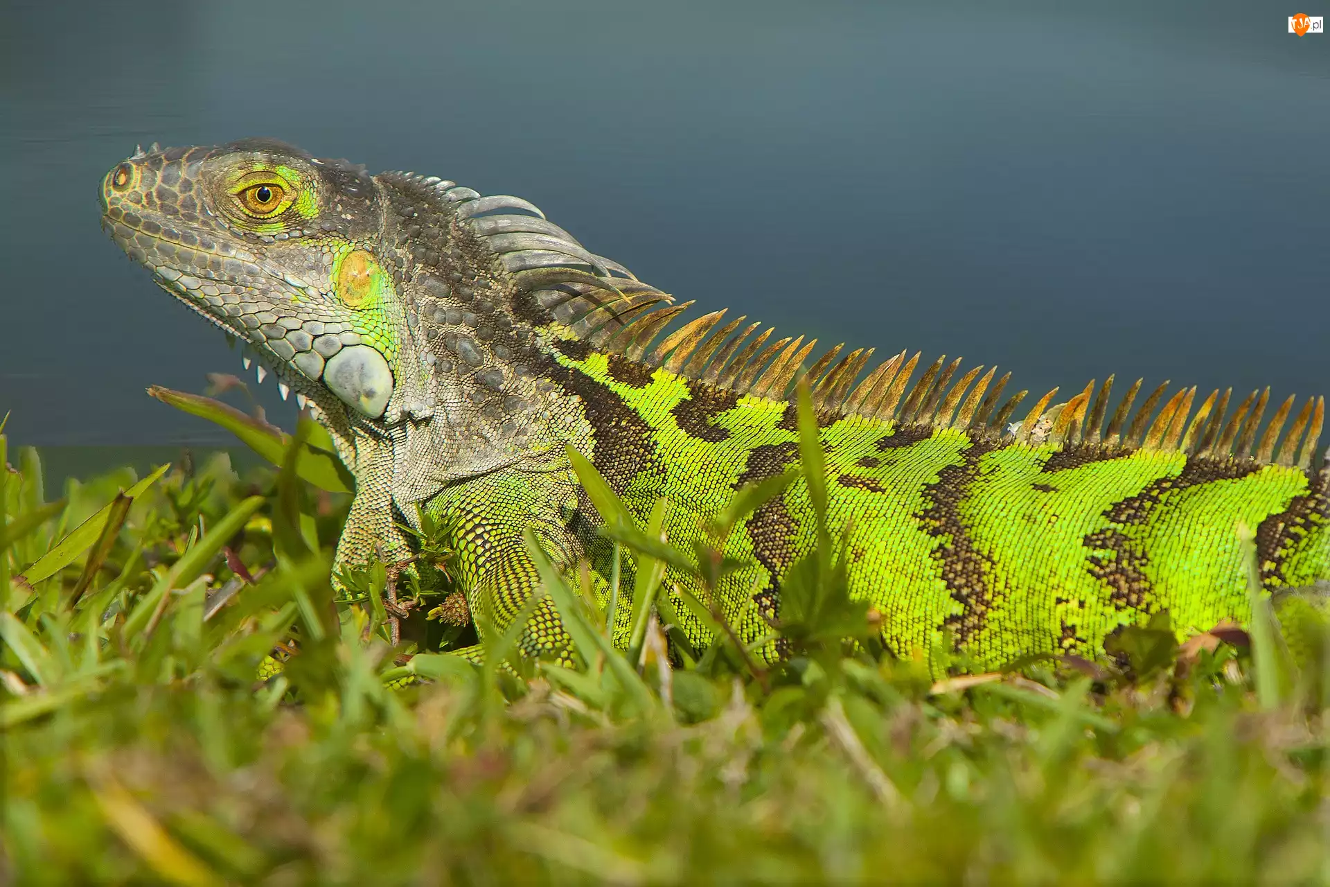 Iguana, Legwan, Jaszczurka