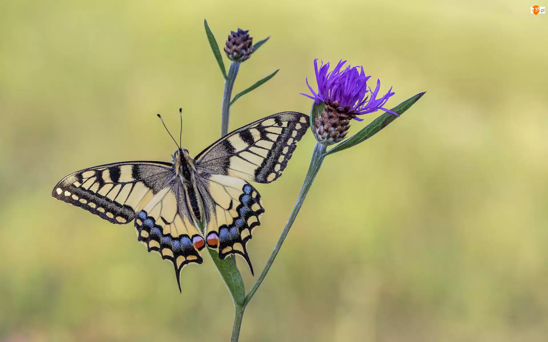 Chaber łąkowy, Motyl, Paź królowej, Kwiat