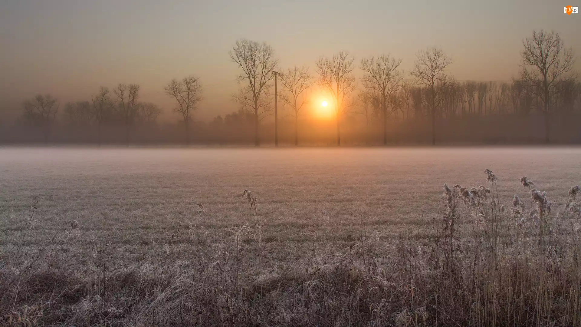 Mgła, Pole, Drzewo, Wschód Słońca