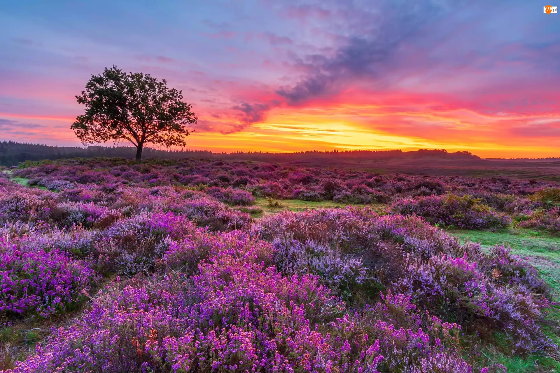 Park Narodowy New Forest, Wschód słońca, Drzewo, Anglia, Wrzosy, Southampton, Wielka Brytania, Wrzosowisko