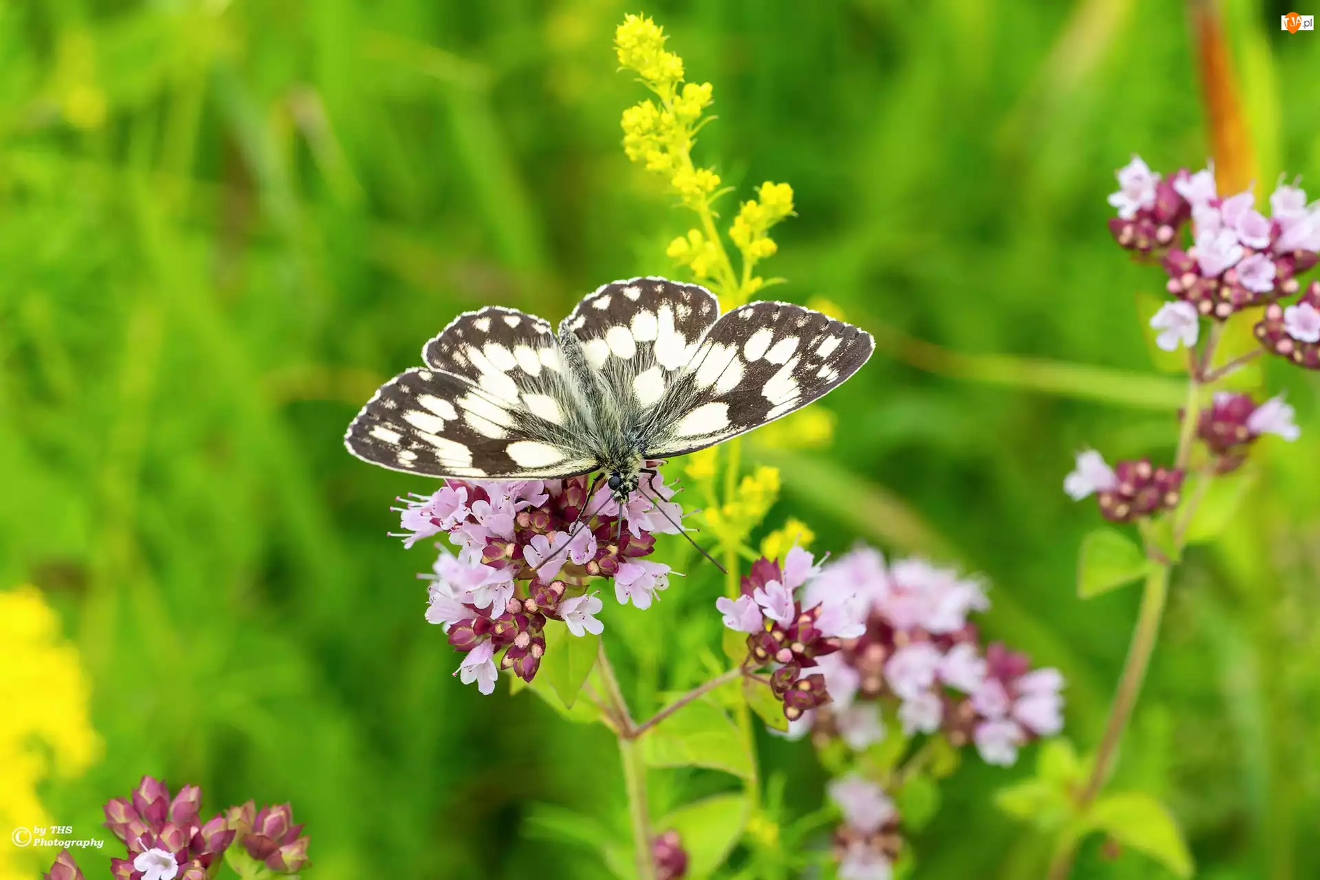 Polowiec szachownica, Kwiaty, Motyl, Owad, Kolorowe