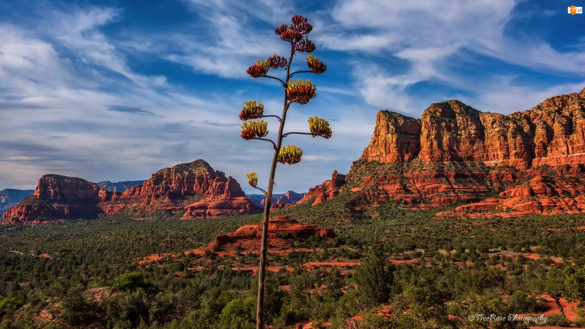 Arizona, Stany Zjednoczone, Skały, Drzewo, Sedona, Roślinność