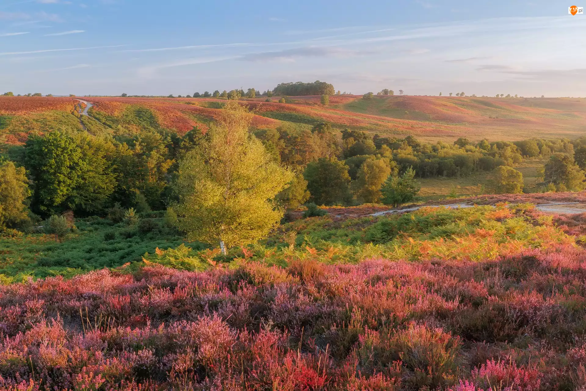 Poranek, Wzgórza, Drzewa, Park Narodowy New Forest, Wrzosy, Mgła, Anglia, Wrzosowisko