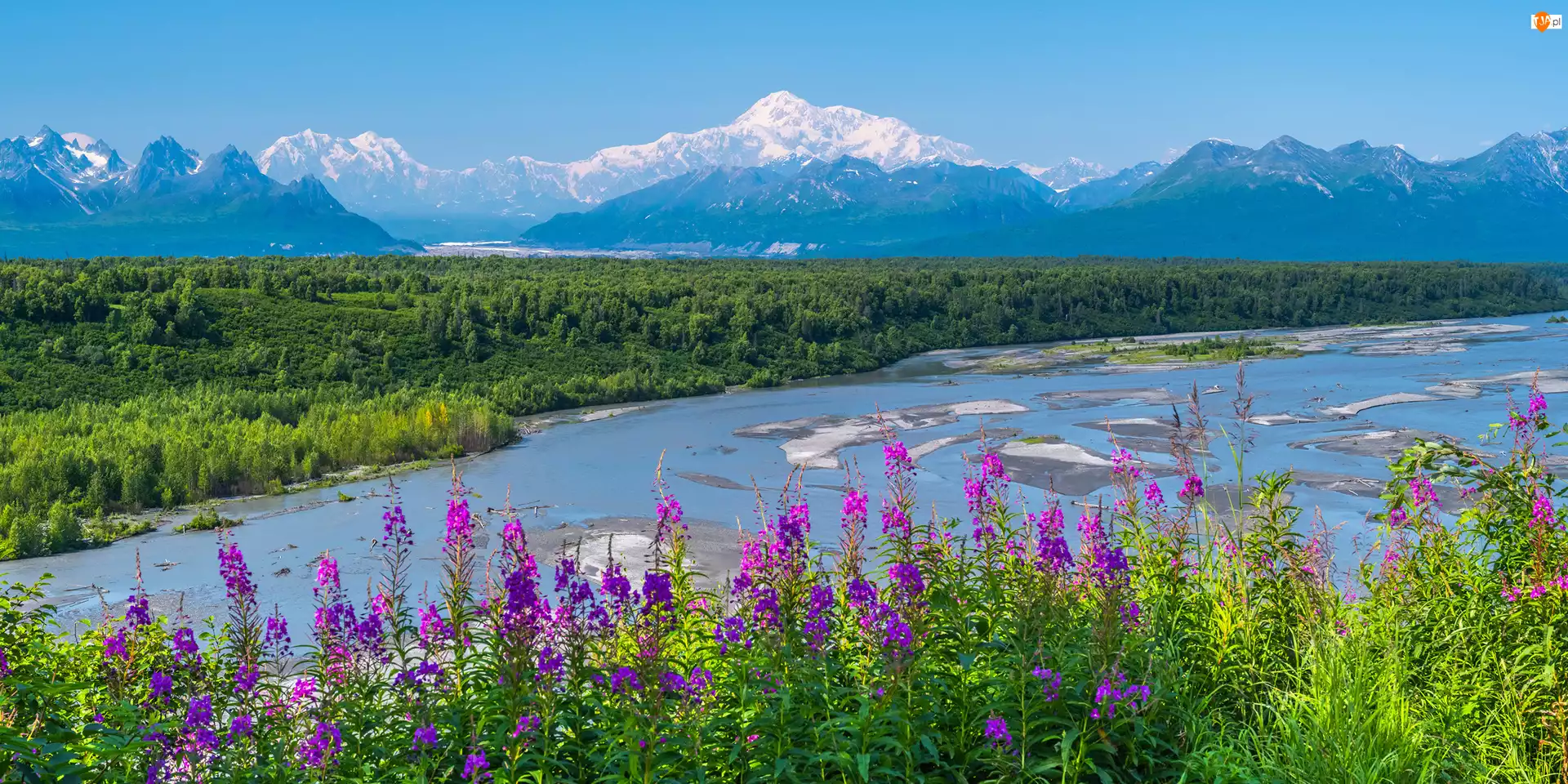 Stan Alaska, Park Narodowy Denali, Śnieg, Stany Zjednoczone, Rzeka, Kwiaty, Góry