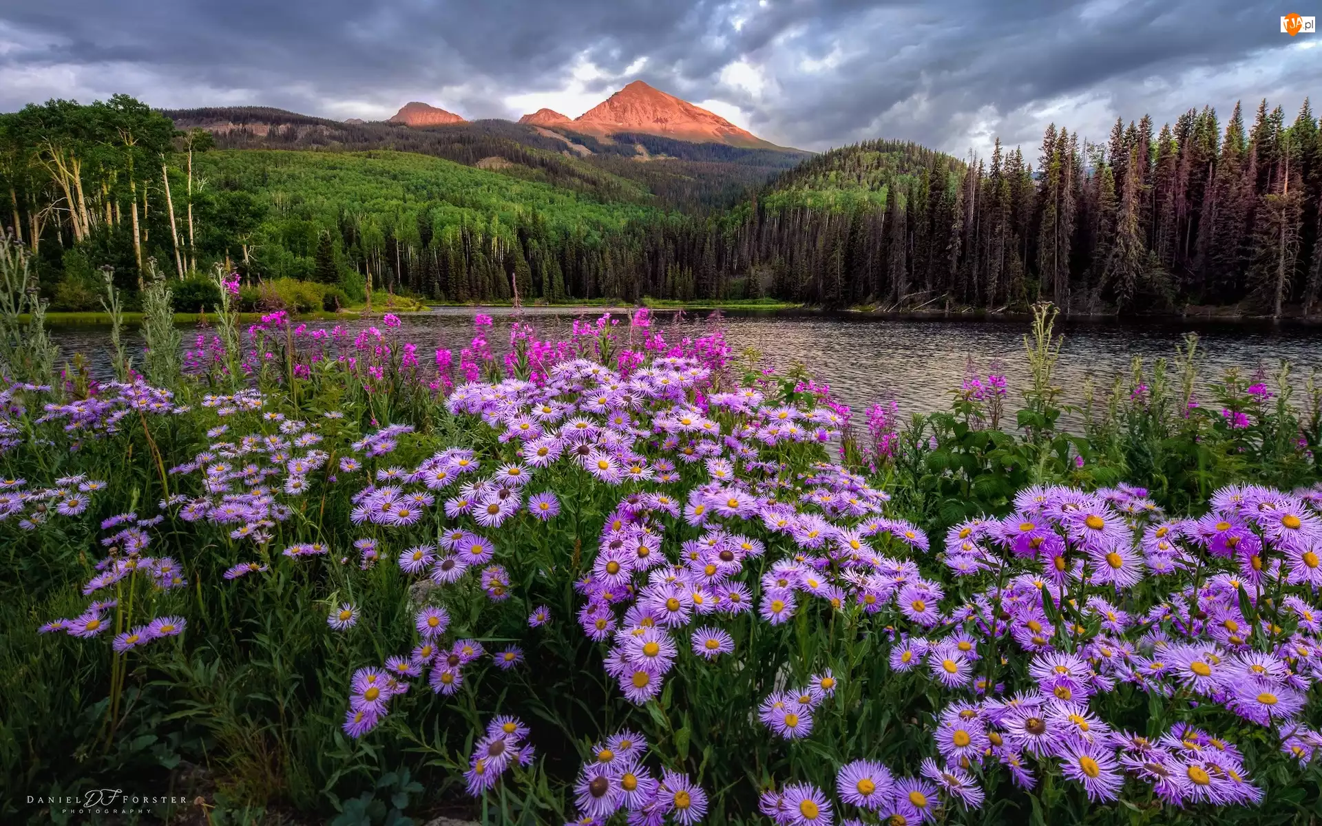 Drzewa, Kolorado, Astry, Woods Lake, Kwiaty, Telluride, Góry, Stany Zjednoczone, Jezioro