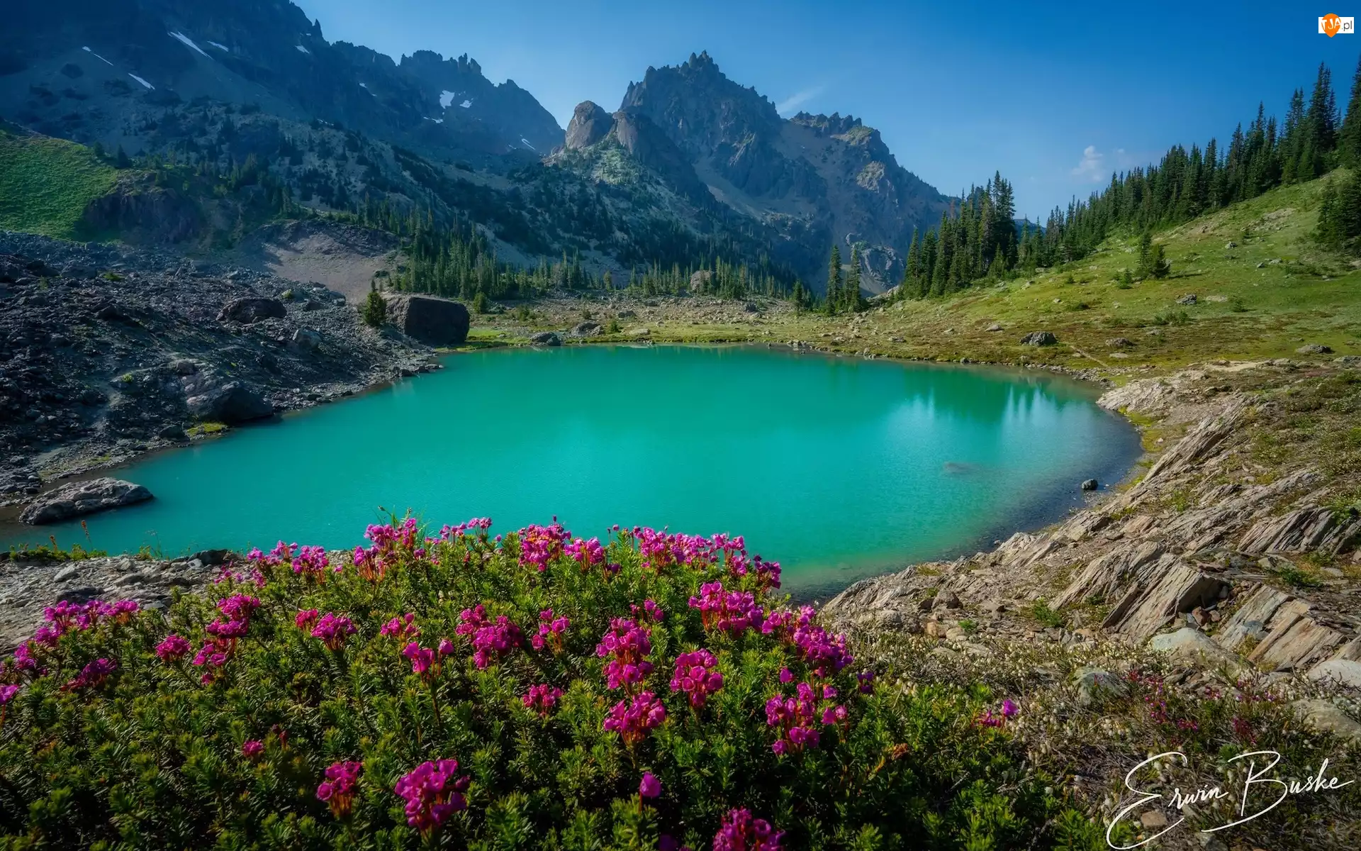 Waszyngton, Park Narodowy Olympic, Drzewa. Kwiaty, Stany Zjednoczone, Góry, Upper Royal Basin, Staw