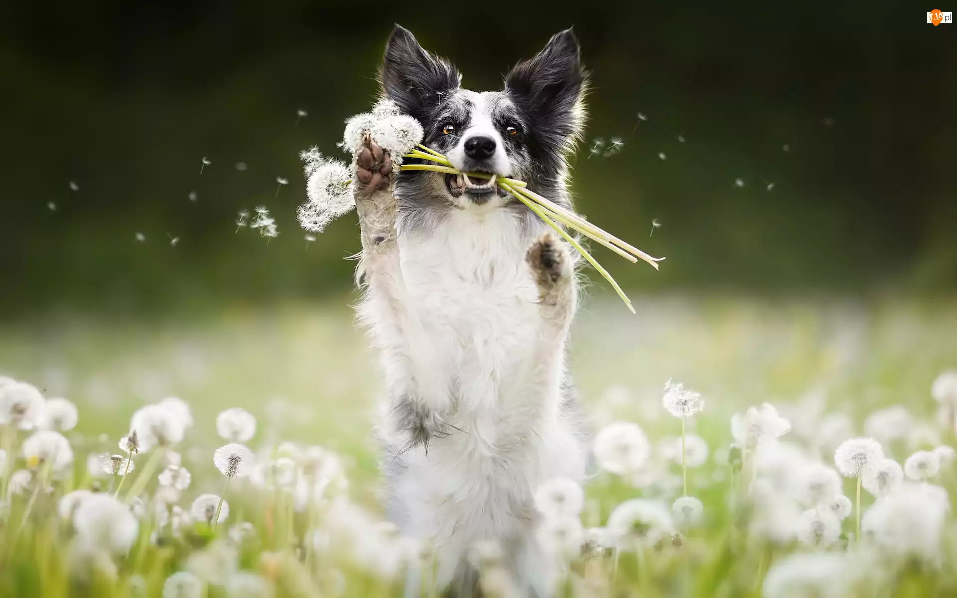 Dmuchawce, Pies, Border collie, Łąka