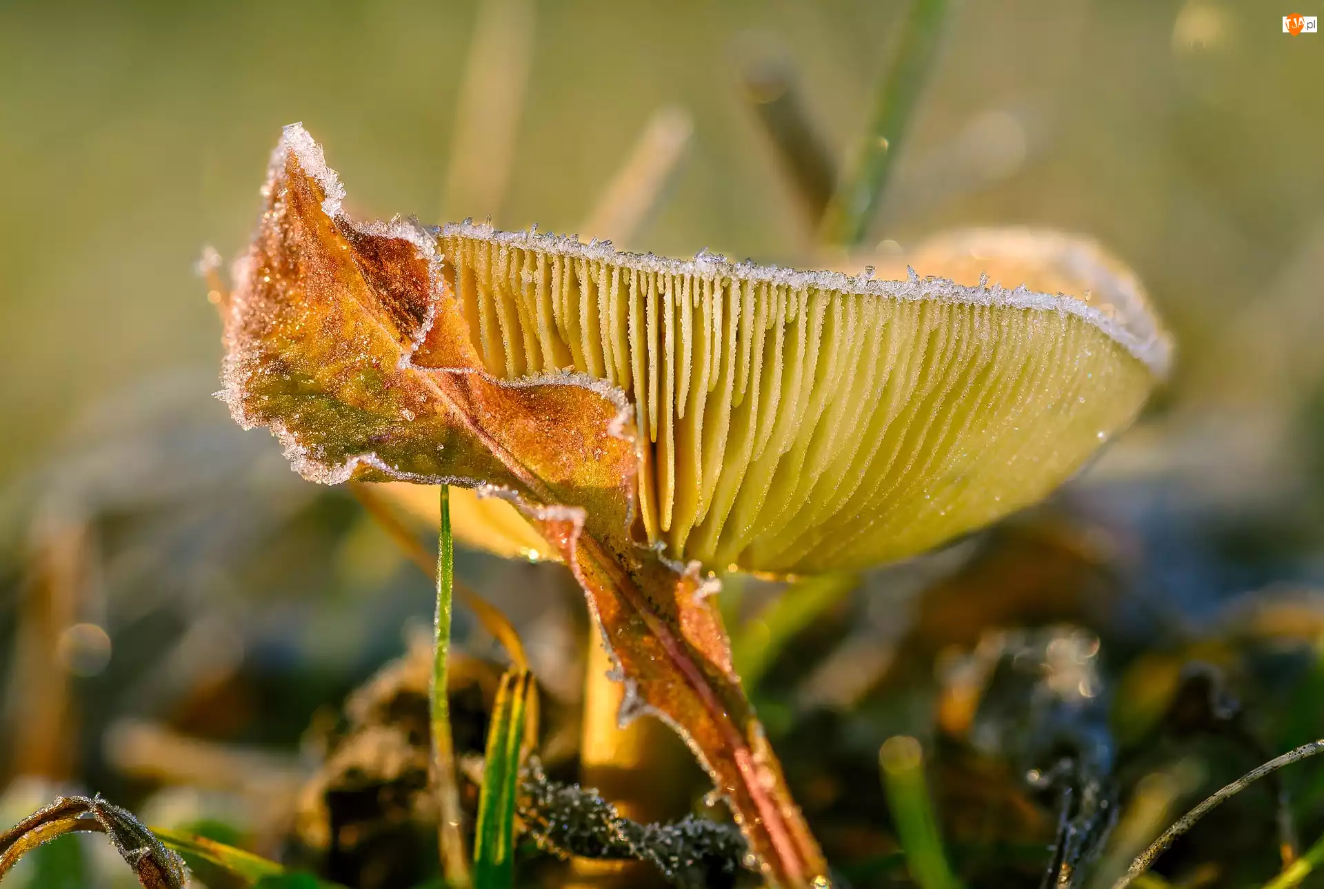 Makro, Grzyb, Russula, Gołąbek