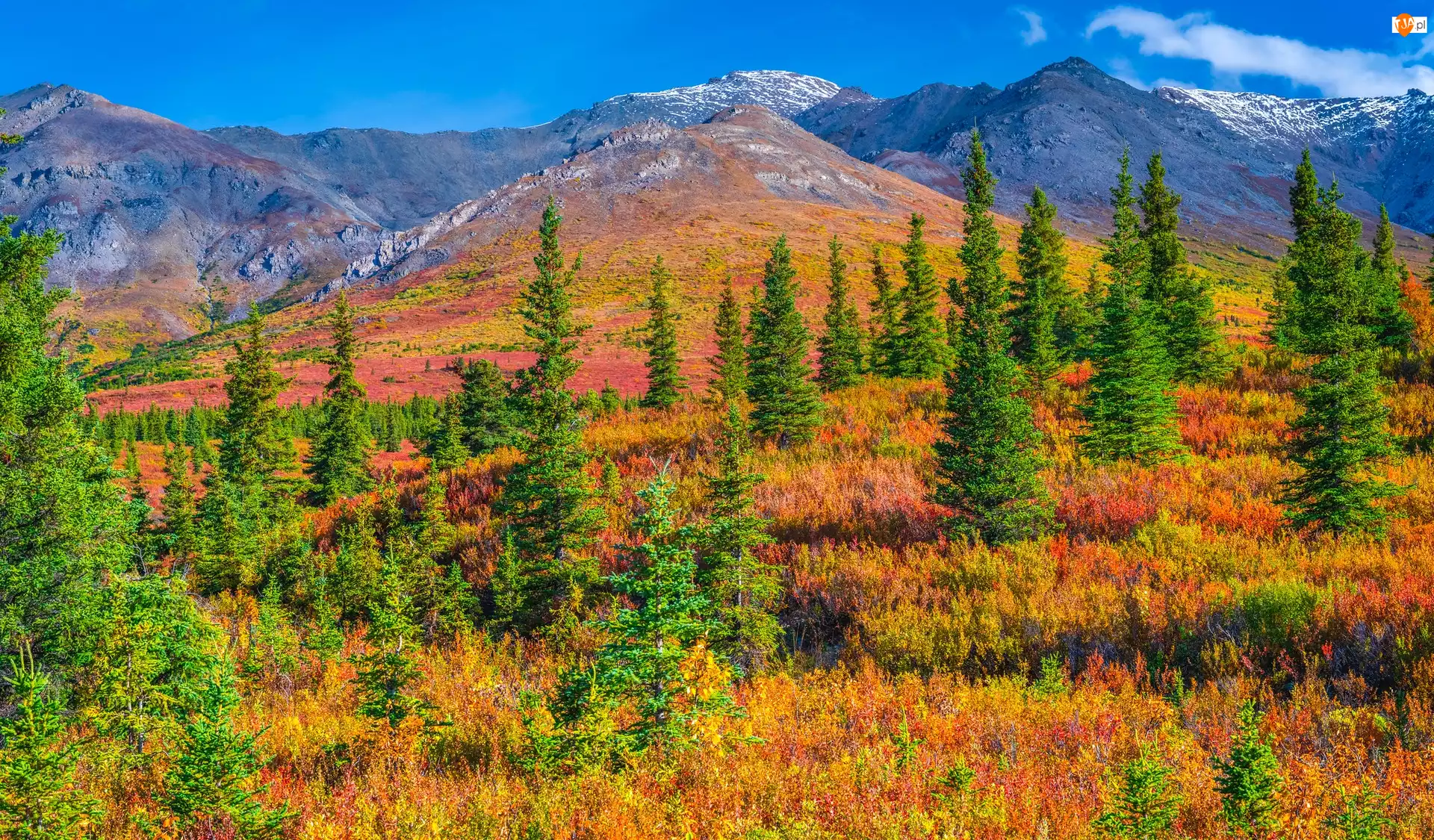 Alaska, Stany Zjednoczone, Góry, Drzewa, Park Narodowy Denali, Jesień