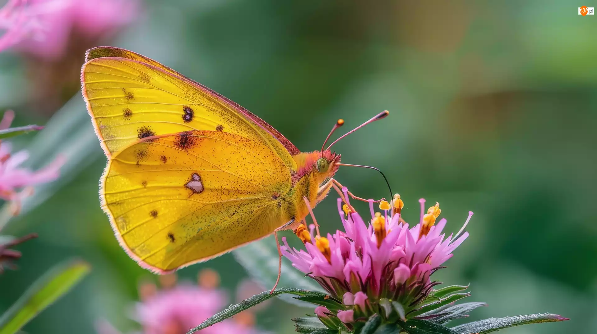 Różowy, Grafika, Żółty, Motyl, Kwiat