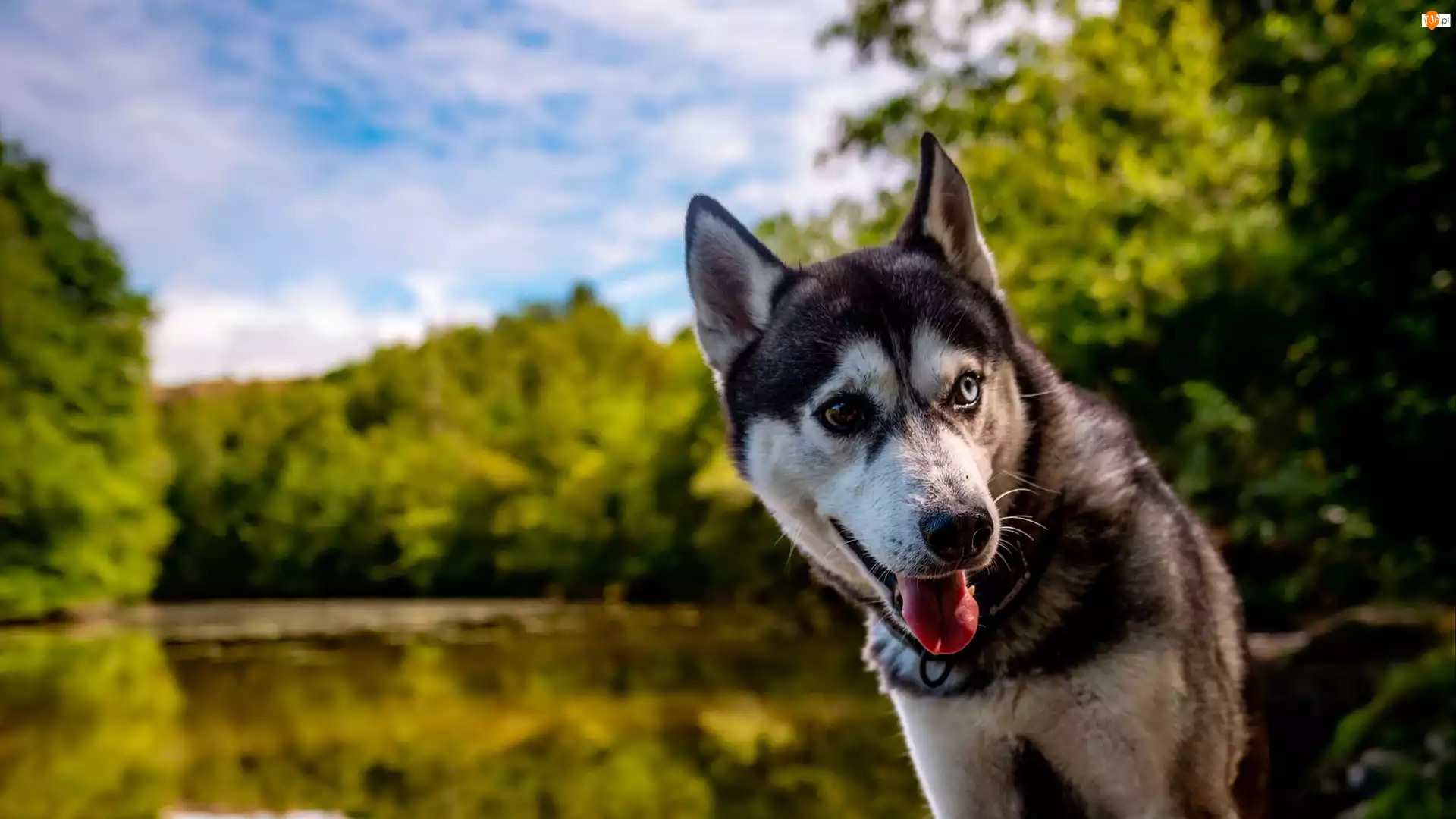 Oczy, Siberian husky, Kolorowe, Pies, Heterochromia