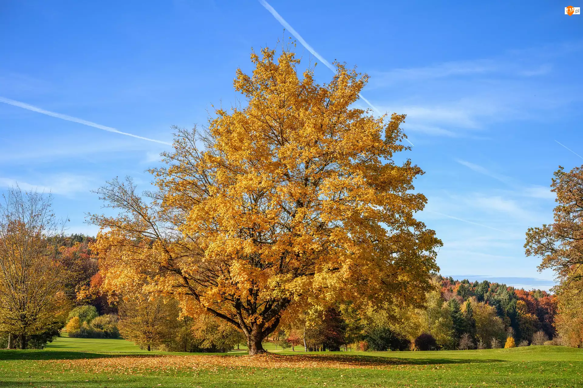 Klon, Jesień, Drzewo