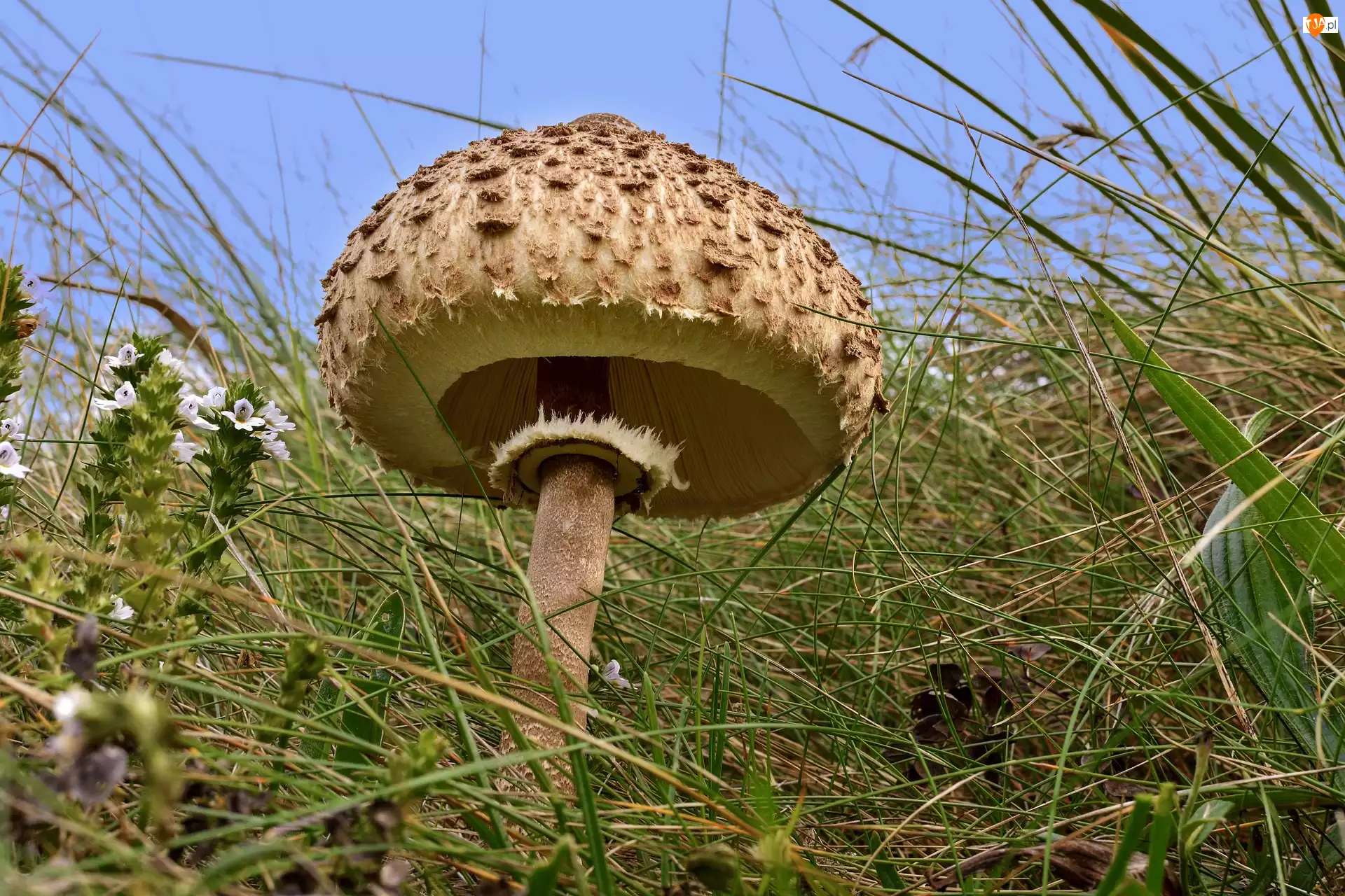 Źdźbło, Grzyb, Czubajka kania, Trawa