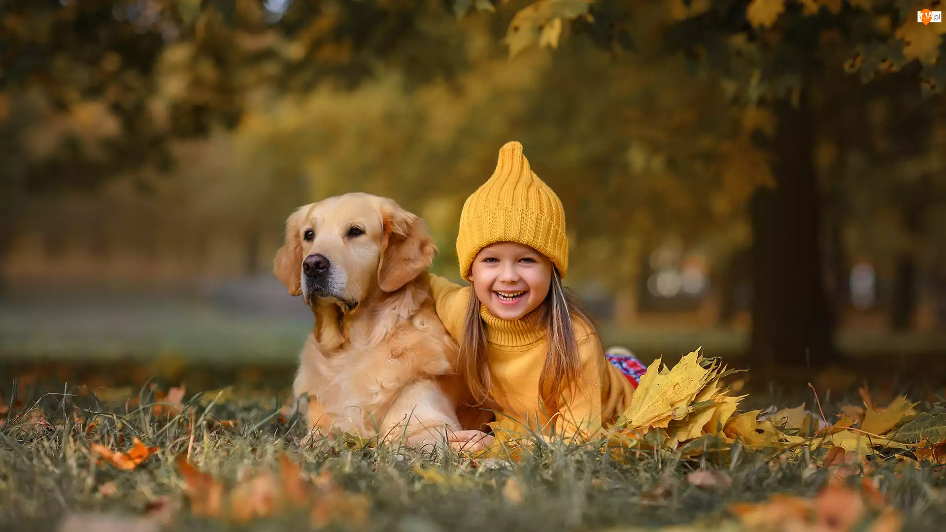 Pies, Łąka, Czapka, Dziewczyna, Golden retriever