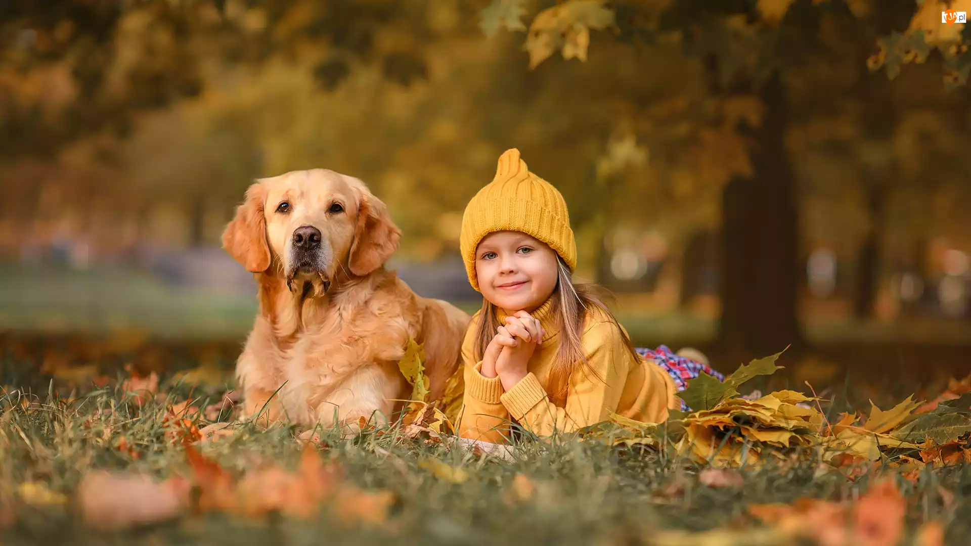 Czapka, Pies, Liście, Dziewczynka, Drzewo, Łąka, Golden retriever