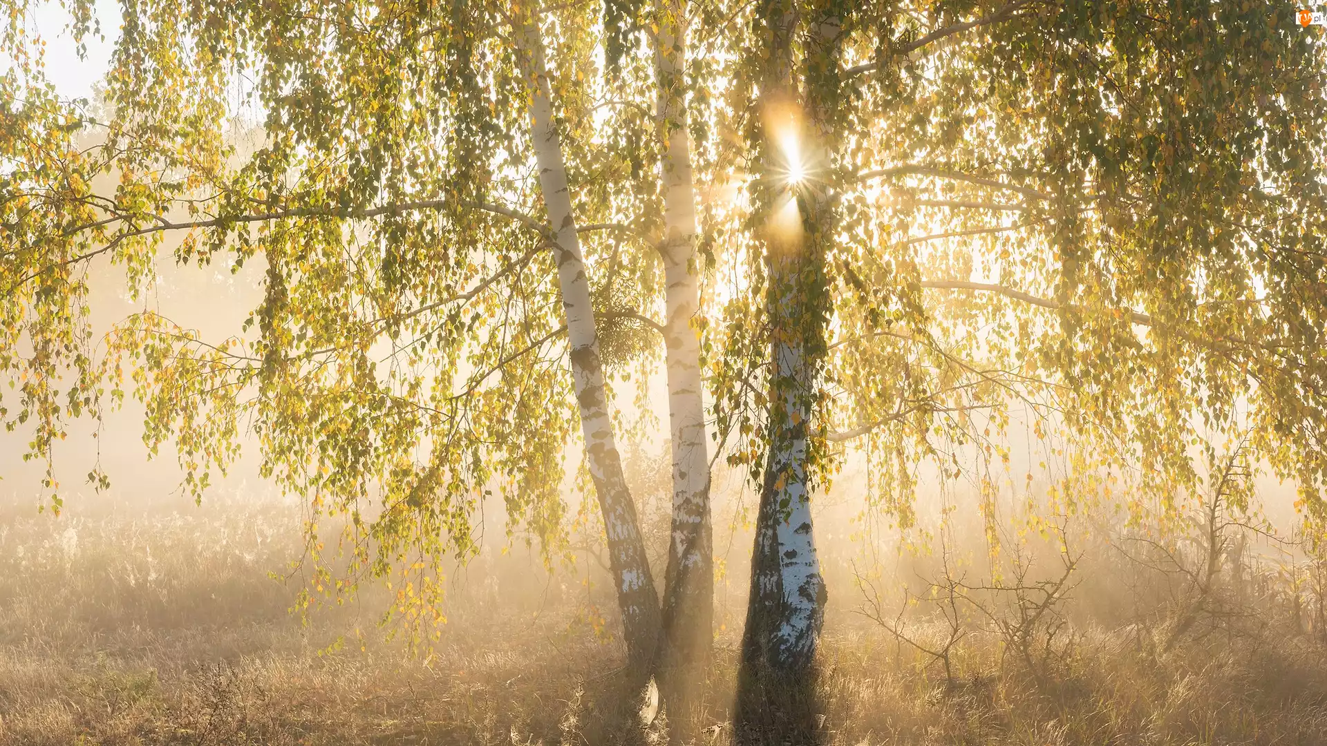 Mgła, Brzozy, Liście, Promienie słońca