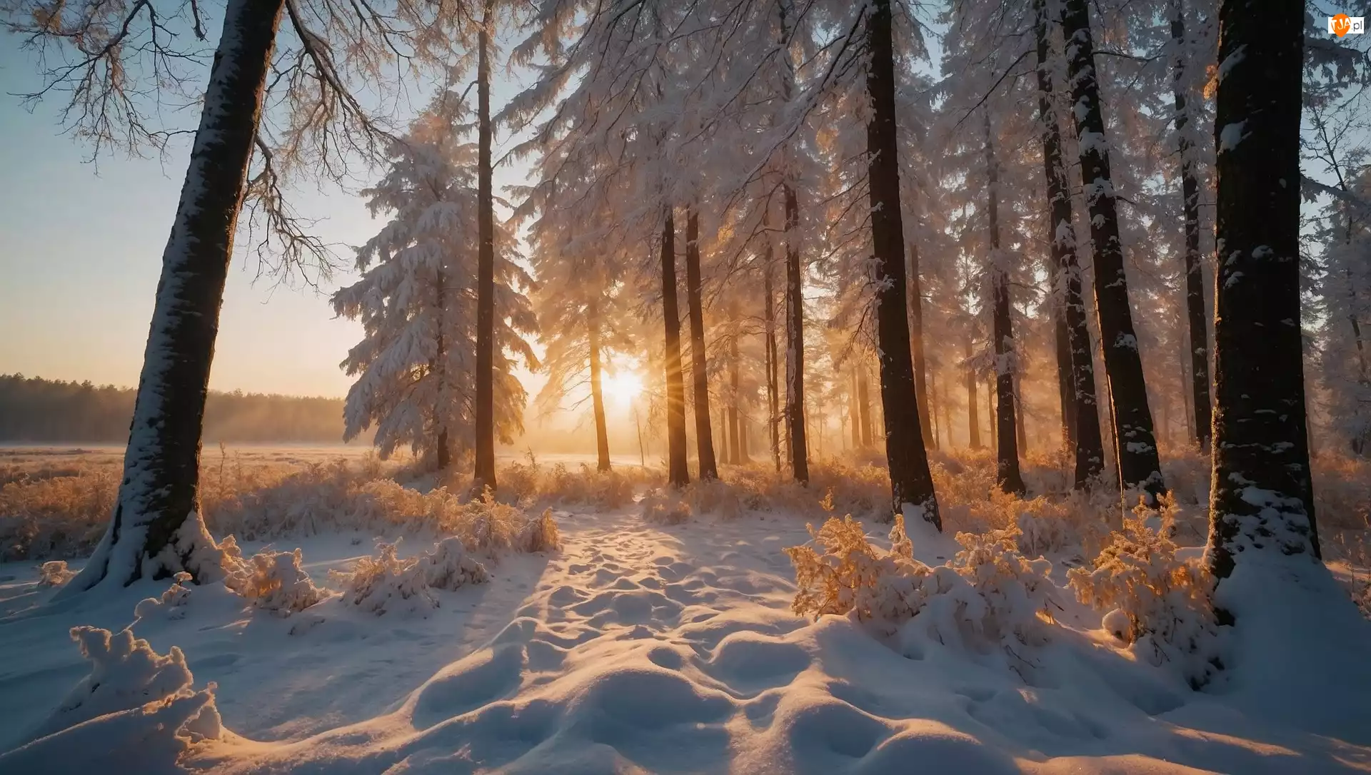 Śnieg, Zima, Drzewa, Wschód słońca, Las, Poranek