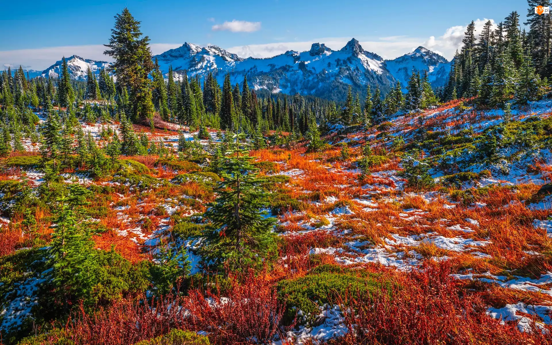 Stany Zjednoczone, Drzewa, Śnieg, Roślinność, Góry, Park Narodowy Mount Rainier, Łąka, Tatoosh Range, Jesień, Stan Waszyngton