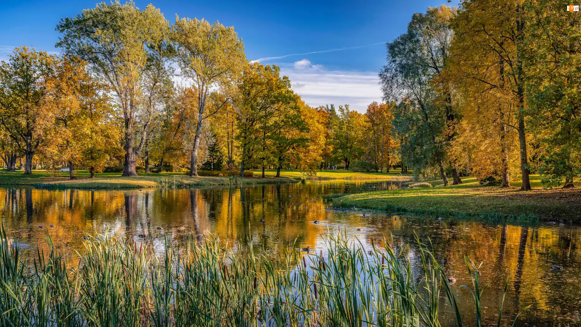 Staw, Jesień, Drzewa, Park, Szuwary