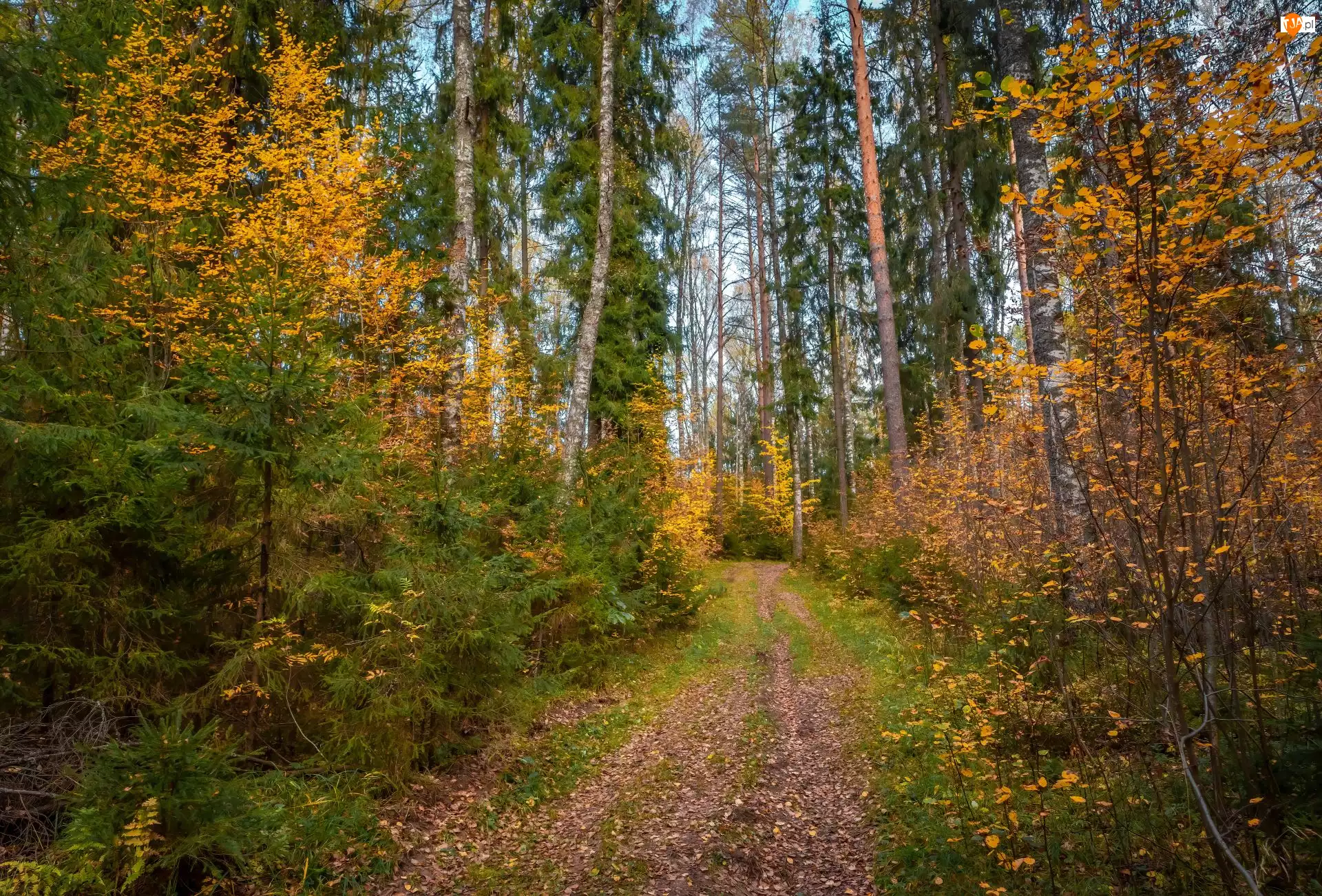 Drzewa, Las, Ścieżka, Jesień, Krzewy, Liście