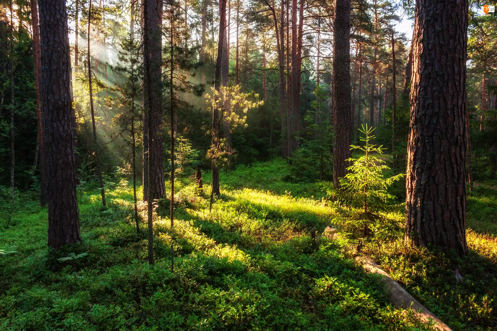 Rośliny, Przebijające światło, Drzewa, Las, Zieleń