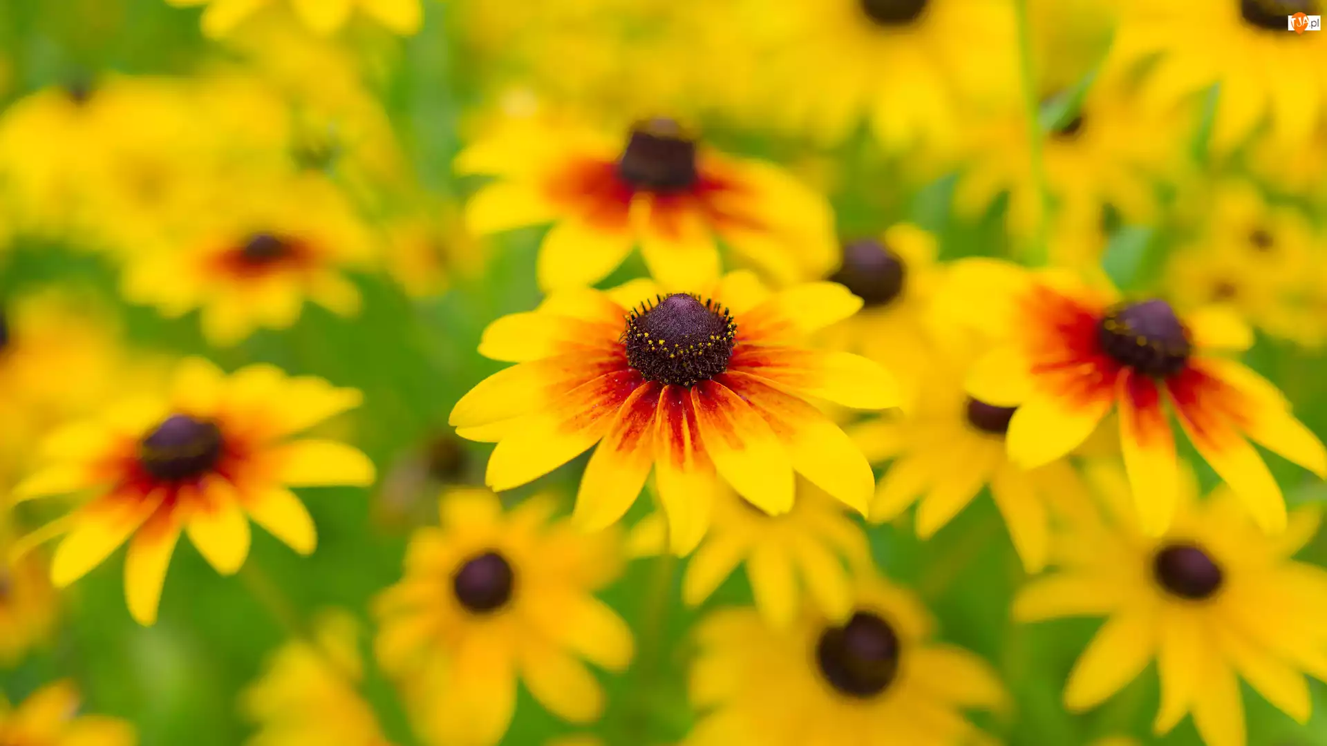 Rudbekia owłosiona, Żółte, Kwiaty