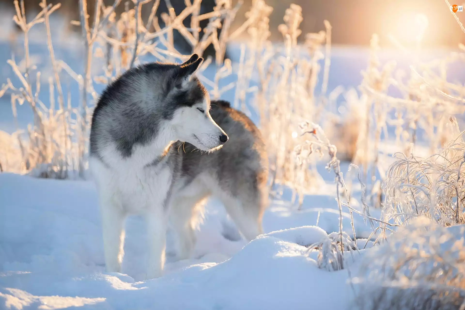 Rośliny, Siberian husky, Pies, Zima